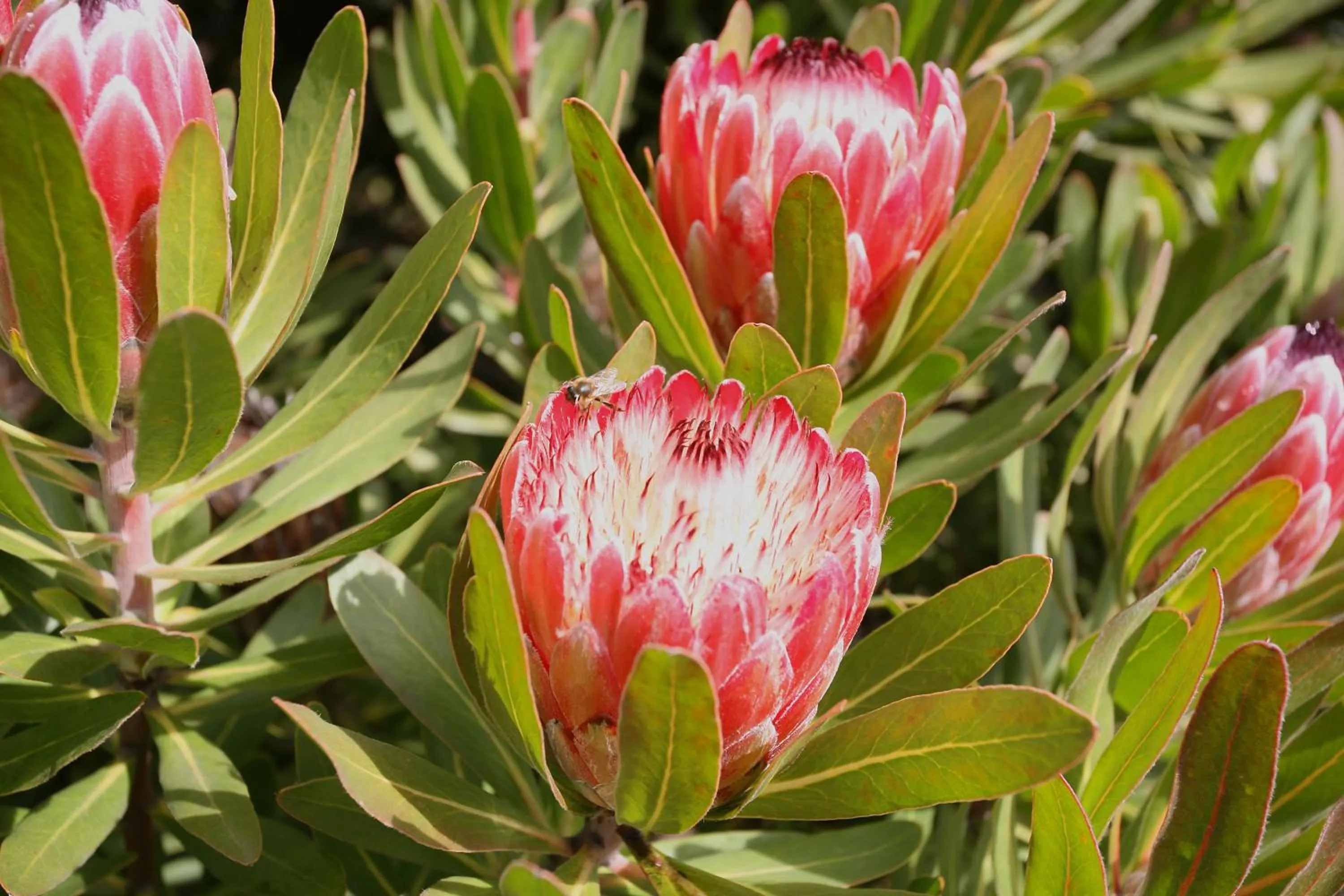 On site in Silver Ridge Retreat