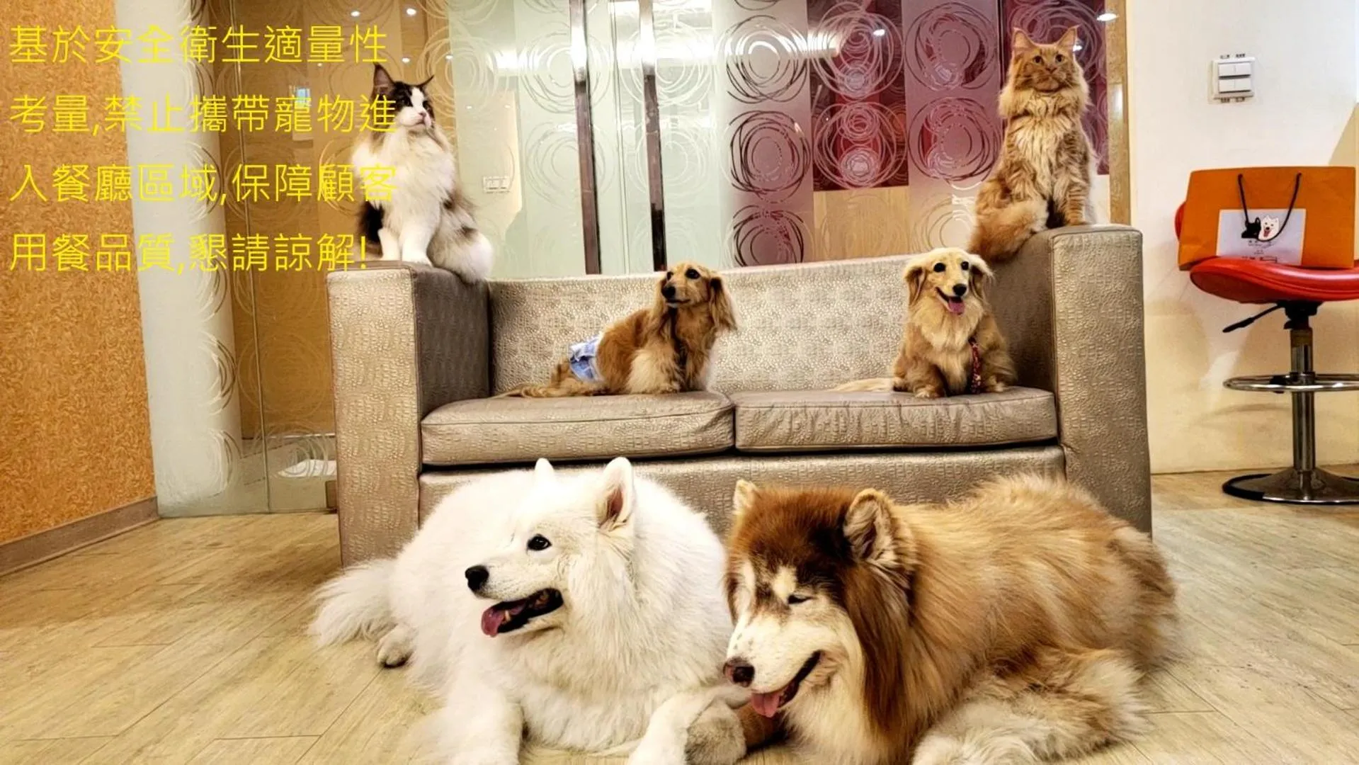 Animals in i-Deal Hotel