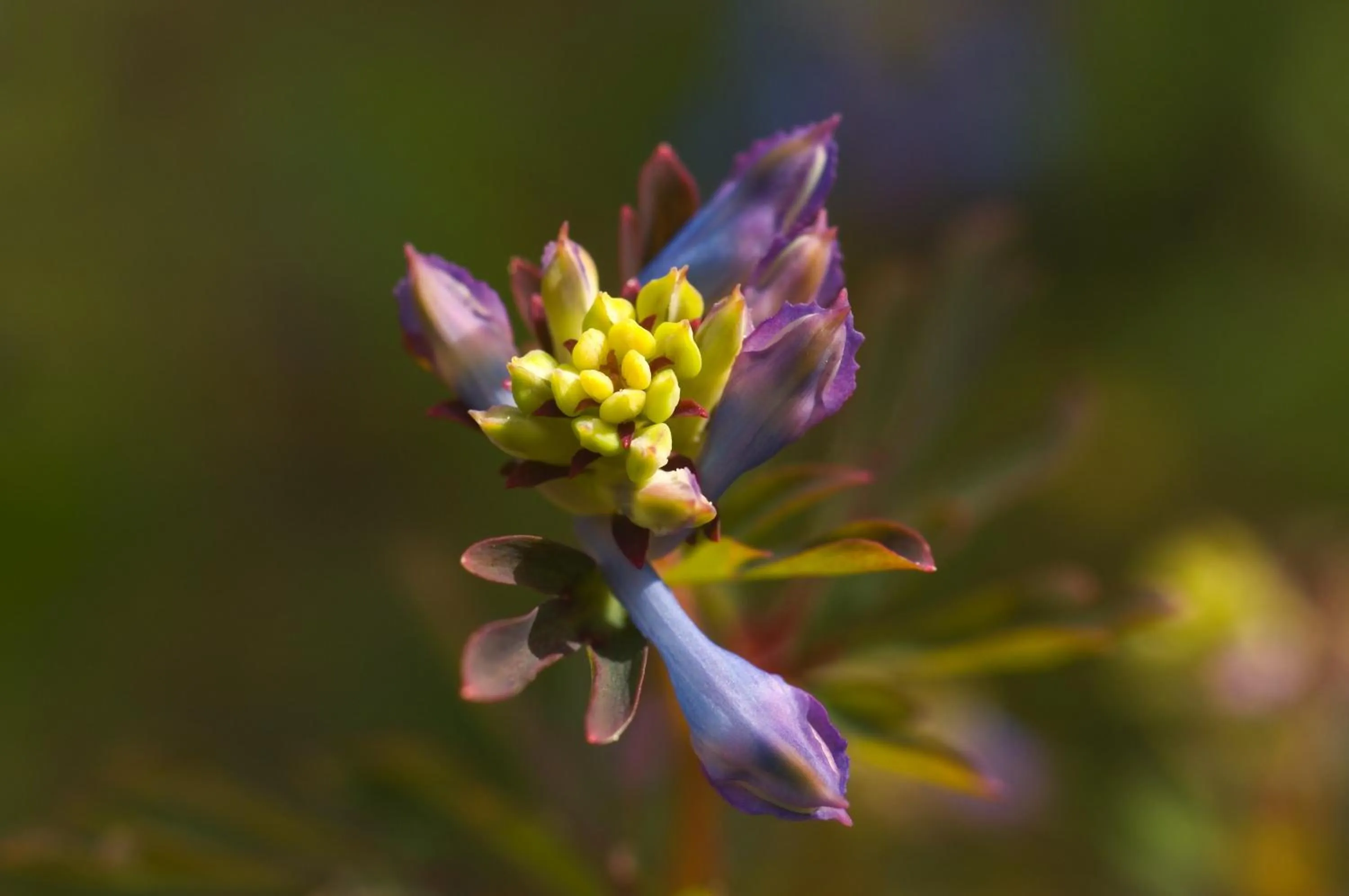 Garden in Schatzalp Hotel