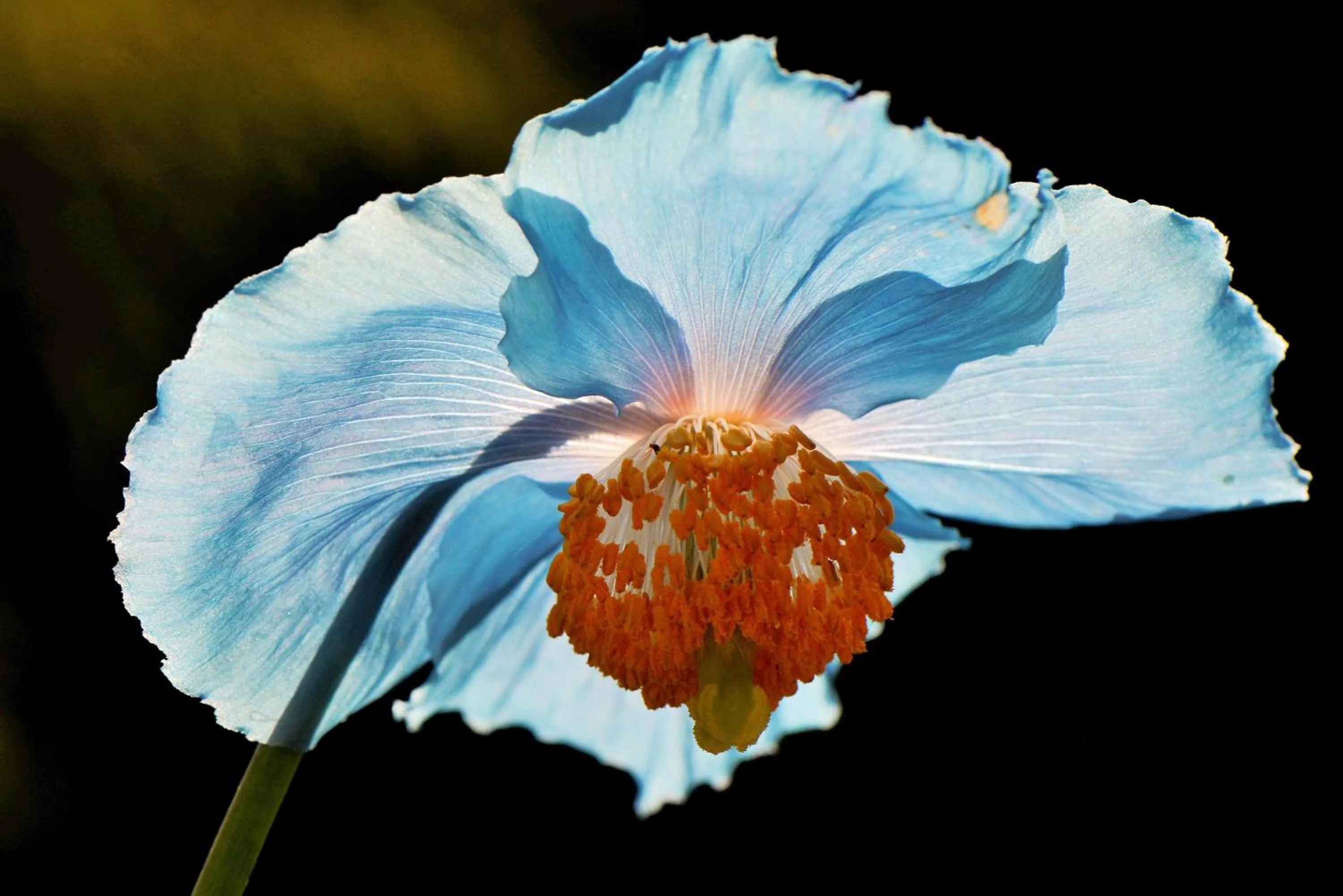 Garden in Schatzalp Hotel