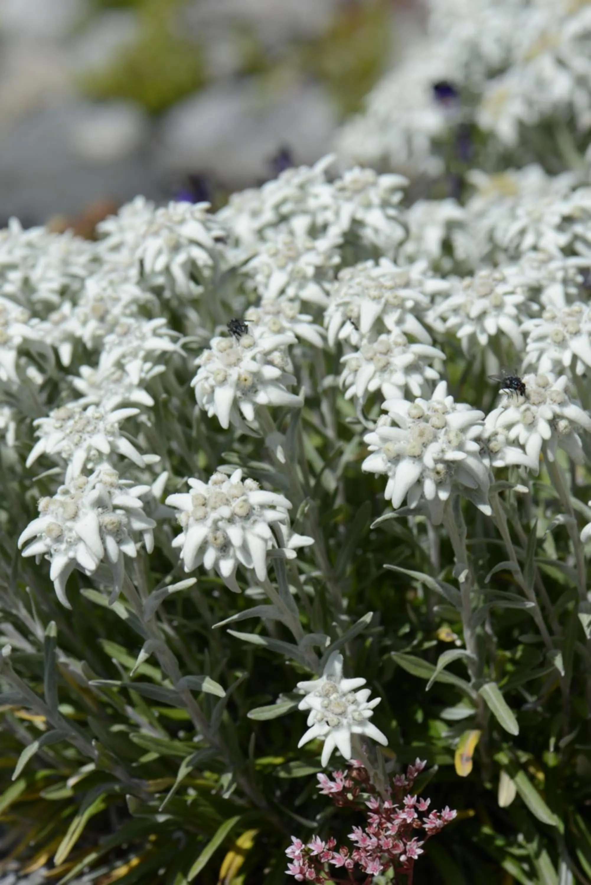 Garden in Schatzalp Hotel