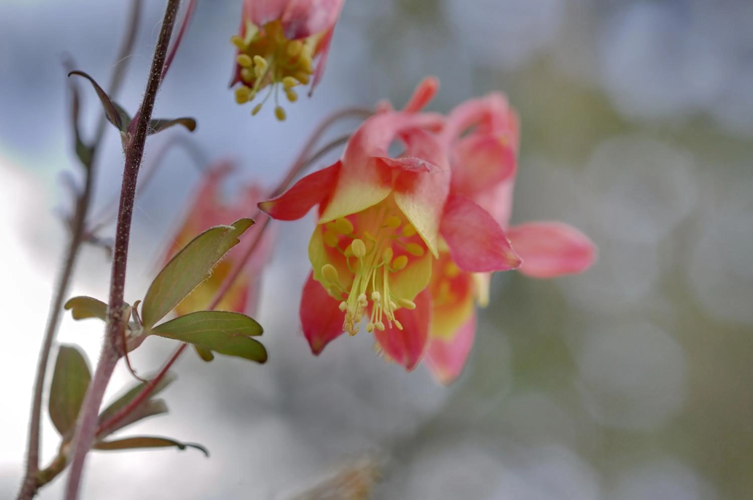 Garden in Schatzalp Hotel