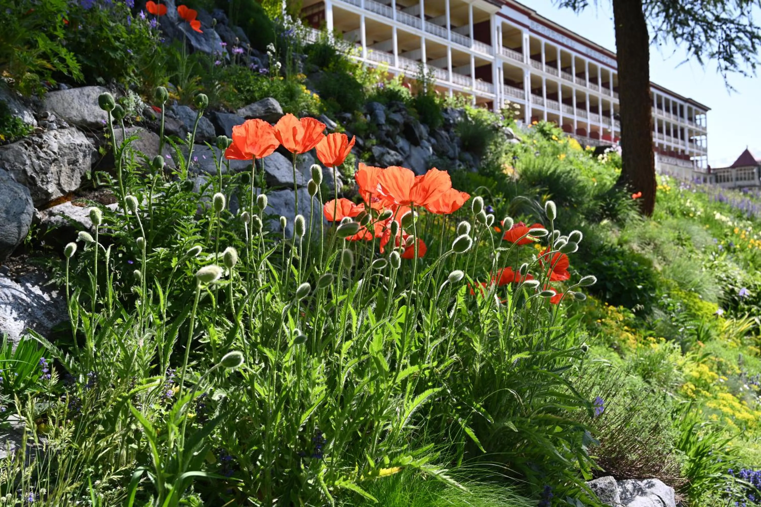 Garden in Schatzalp Hotel