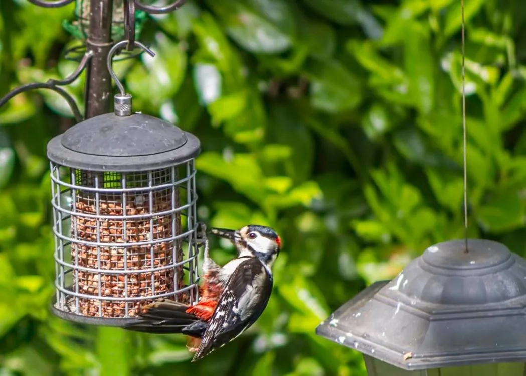 Garden in Pretty Maid House B&B