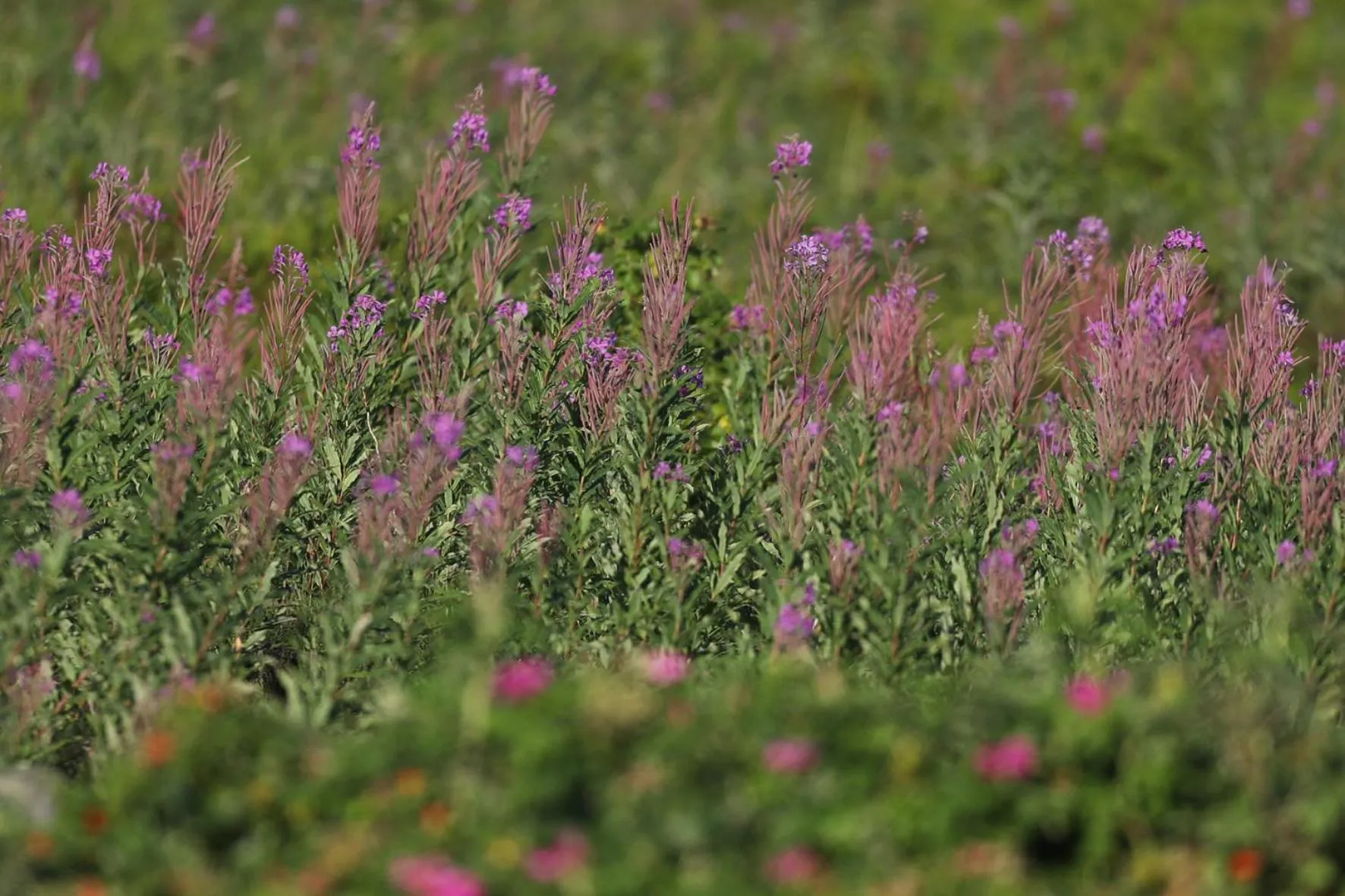 Natural landscape in Landhaus Severin's Morsum Kliff