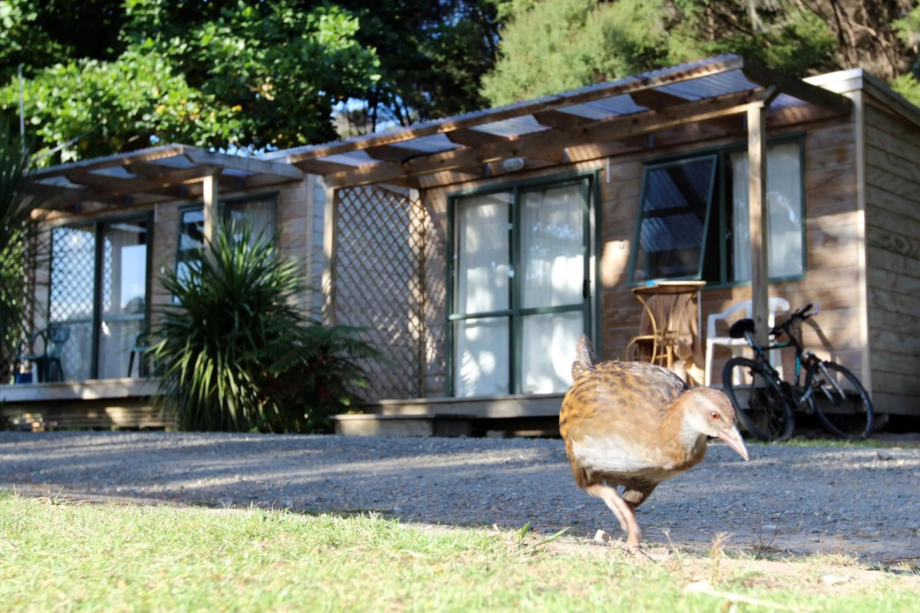 Animals in Russell-Orongo Bay Holiday Park