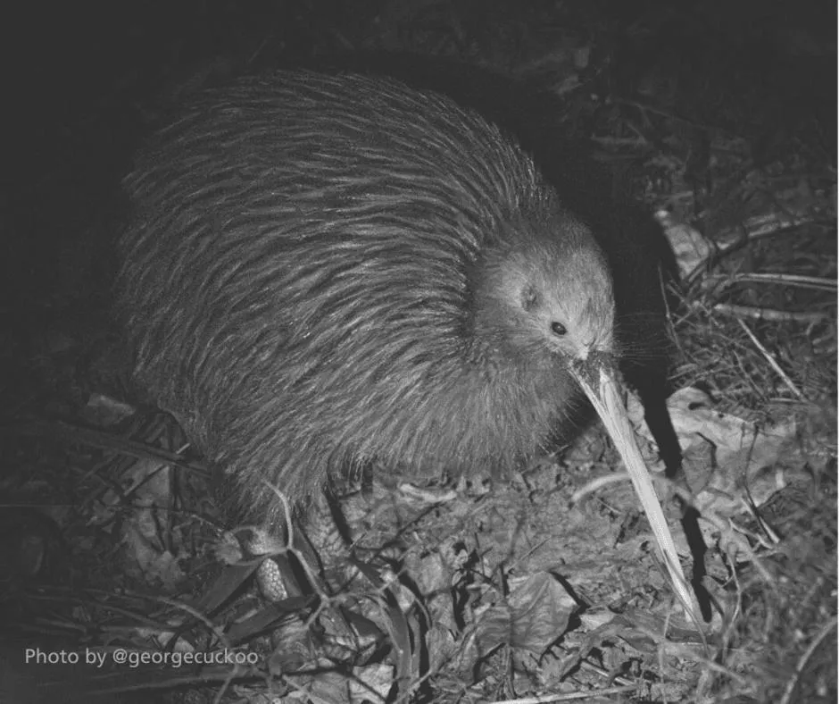 Russell-Orongo Bay Holiday Park