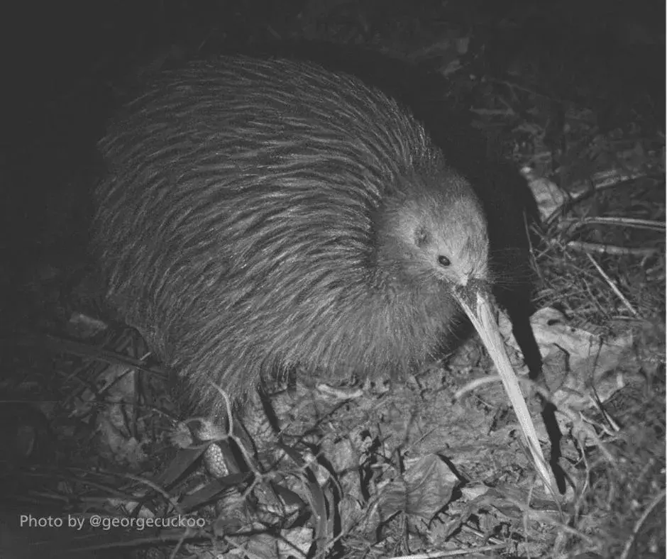 Studio with Balcony in Russell-Orongo Bay Holiday Park Studio with Balcony in Russell-Orongo Bay Holiday Park