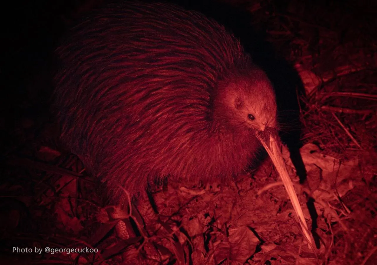 Activities in Russell-Orongo Bay Holiday Park