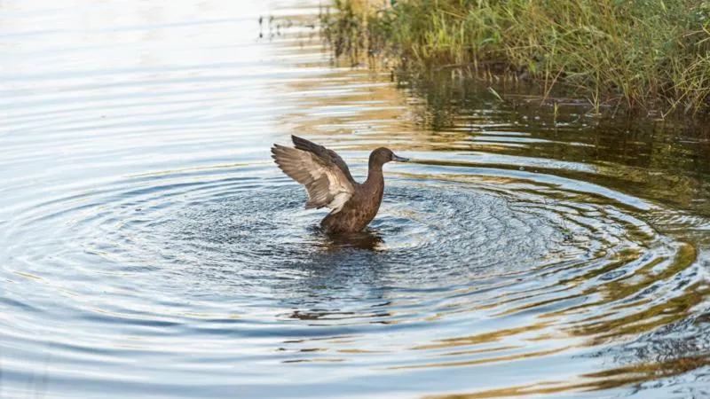 Animals in Russell-Orongo Bay Holiday Park