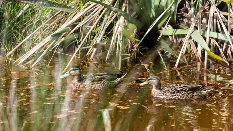 Animals in Russell-Orongo Bay Holiday Park