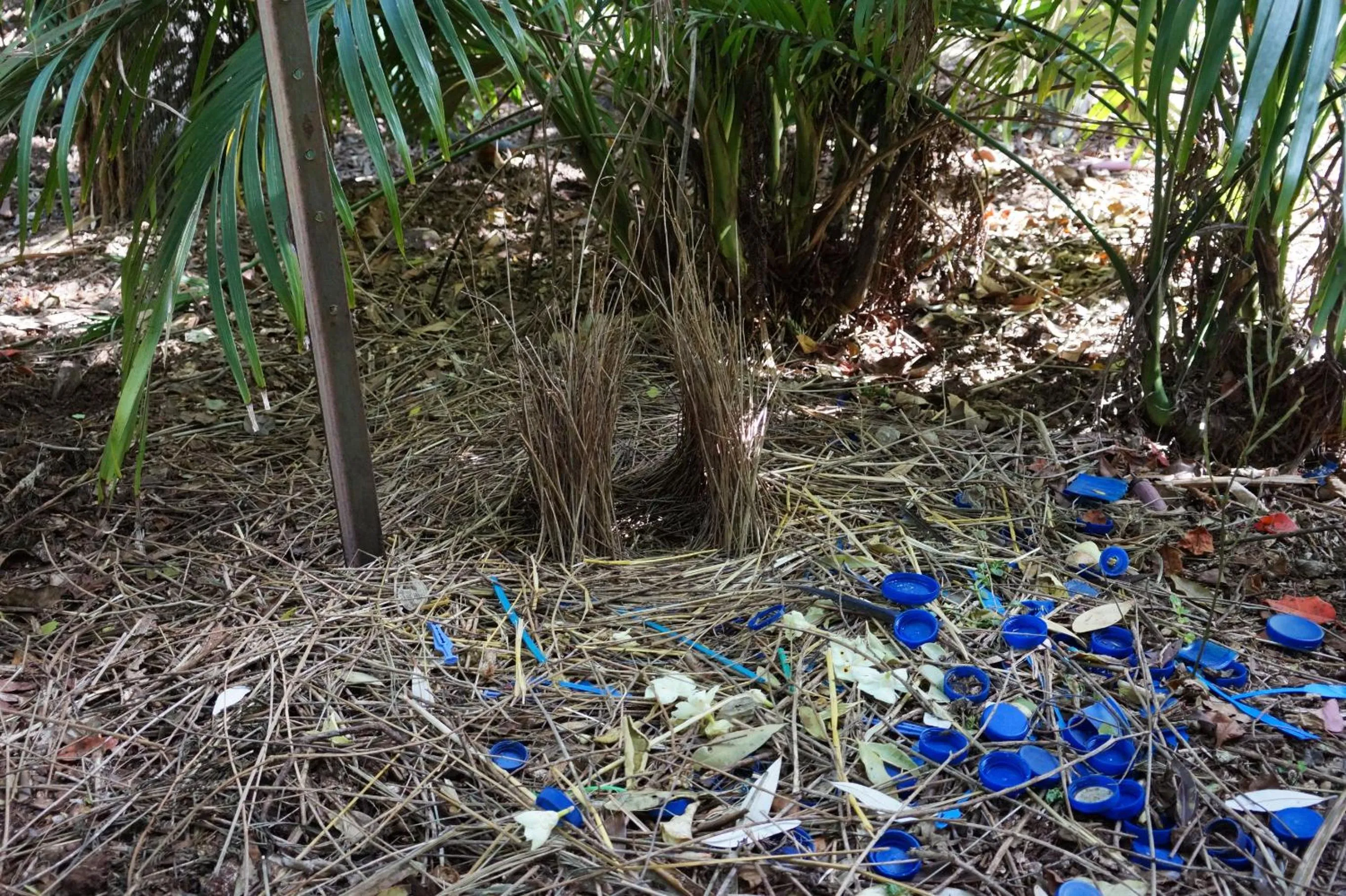 Garden in Kidd Street Cottages