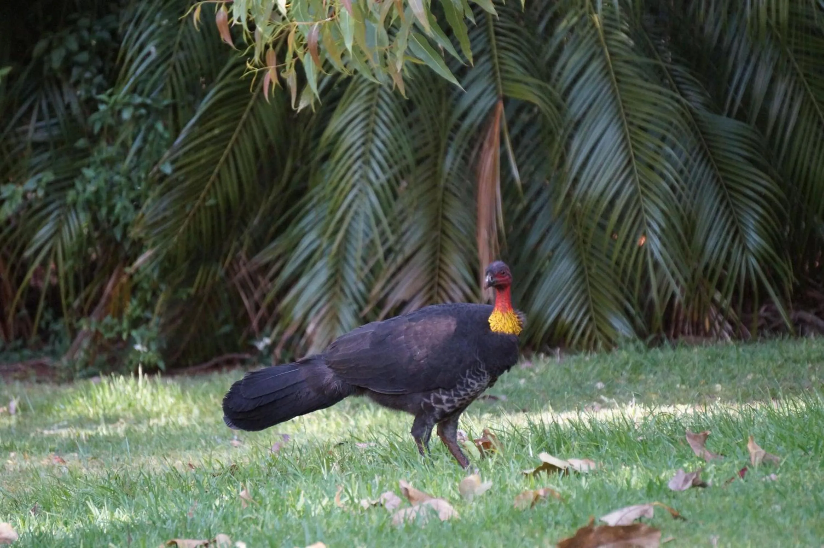 Garden in Kidd Street Cottages