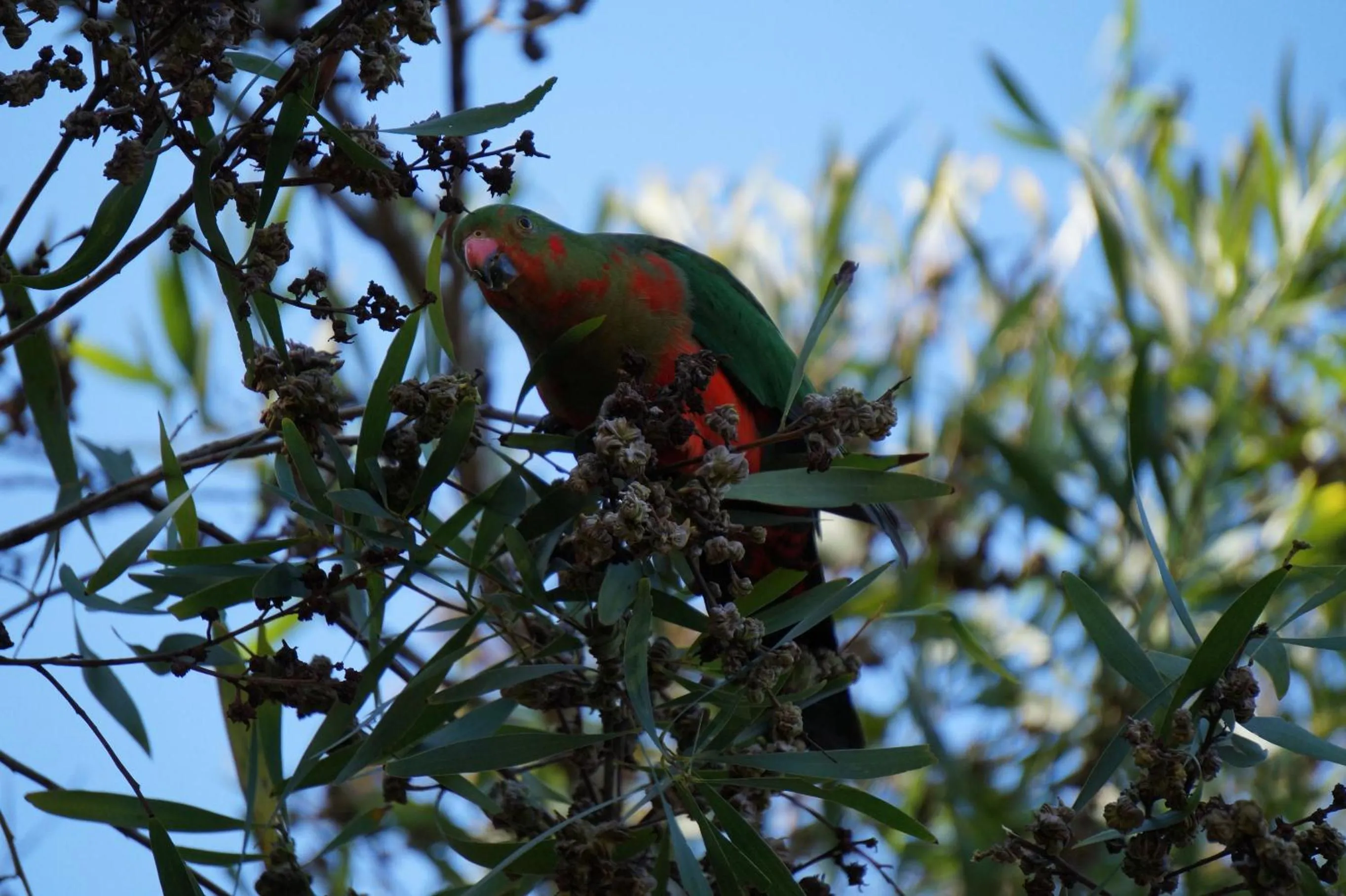 Garden in Kidd Street Cottages