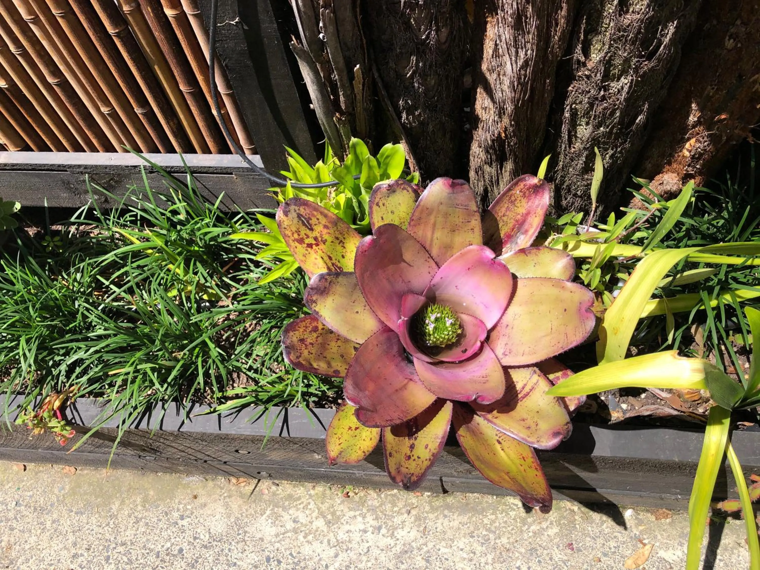 Garden view in Opononi Lighthouse Motel