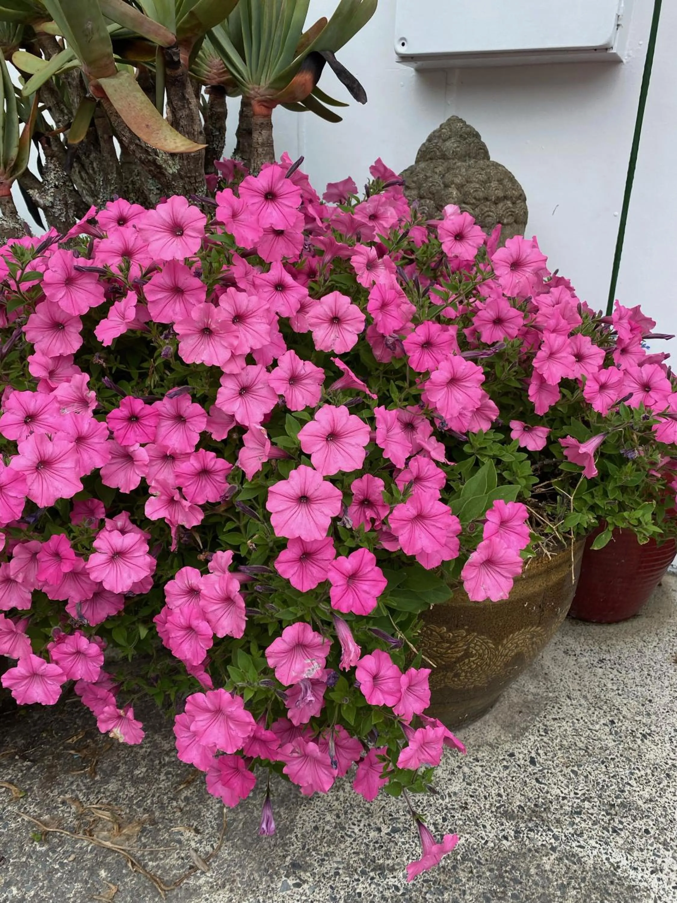 Garden in Opononi Lighthouse Motel