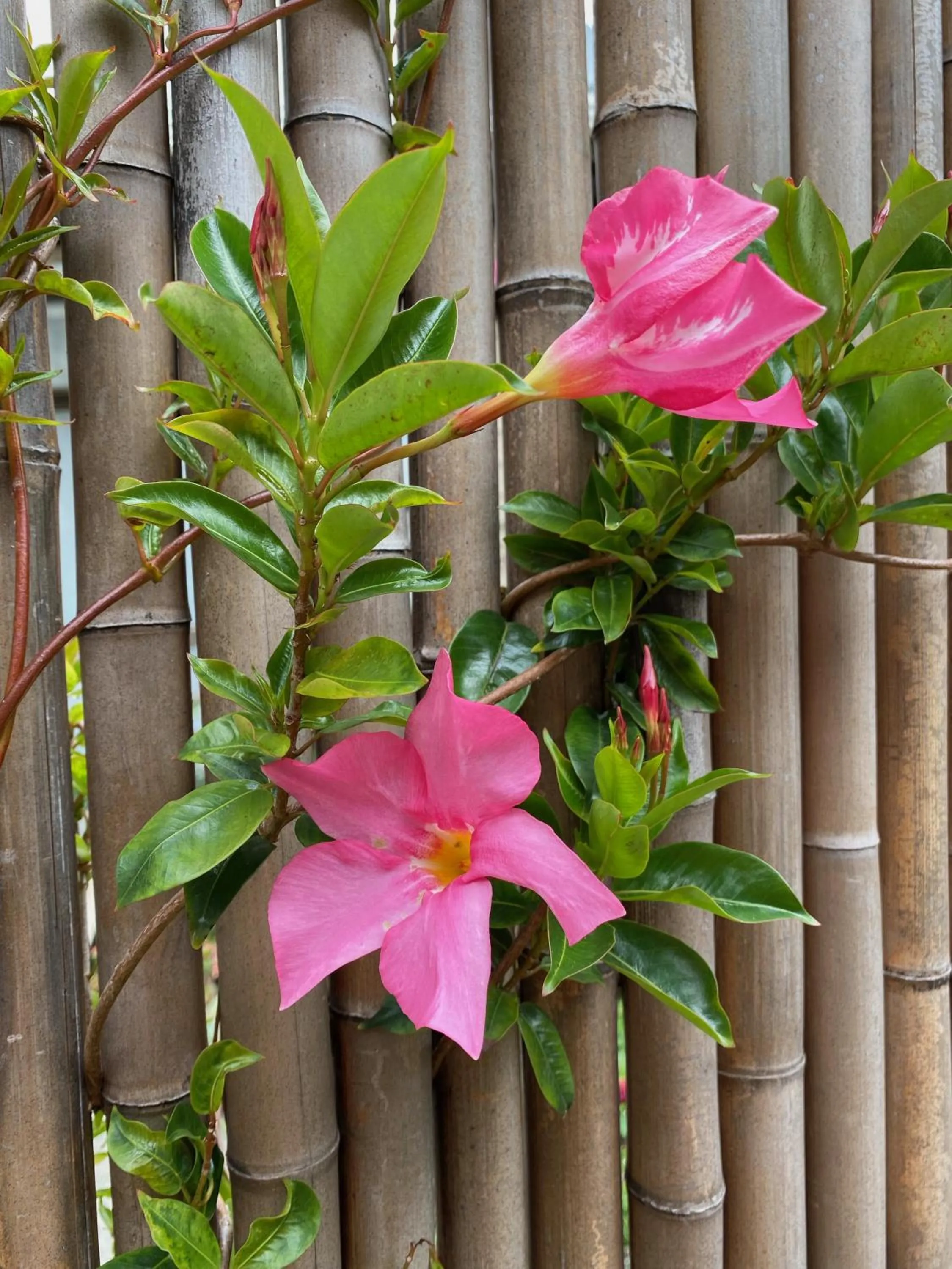 Garden in Opononi Lighthouse Motel
