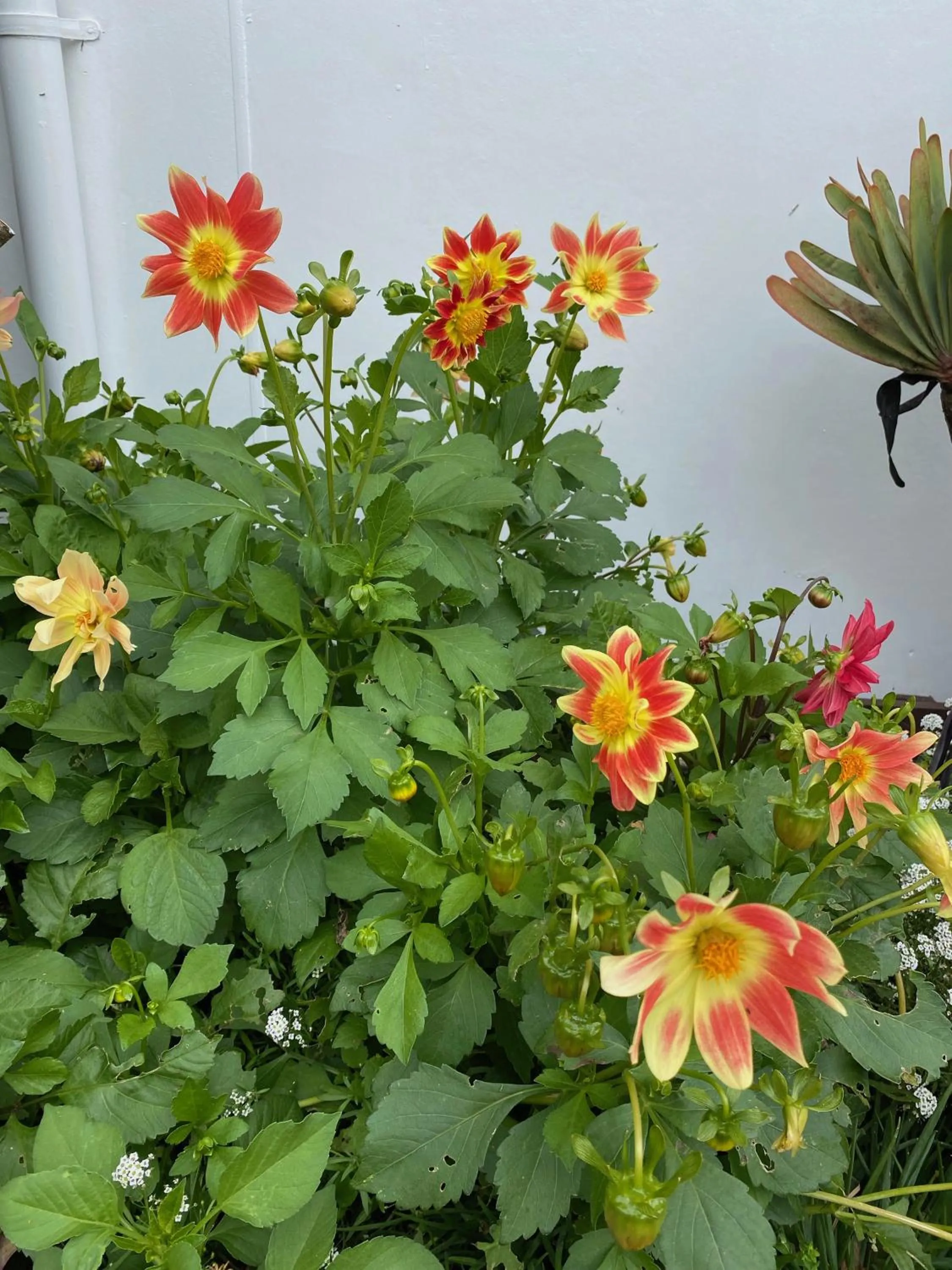 Garden in Opononi Lighthouse Motel