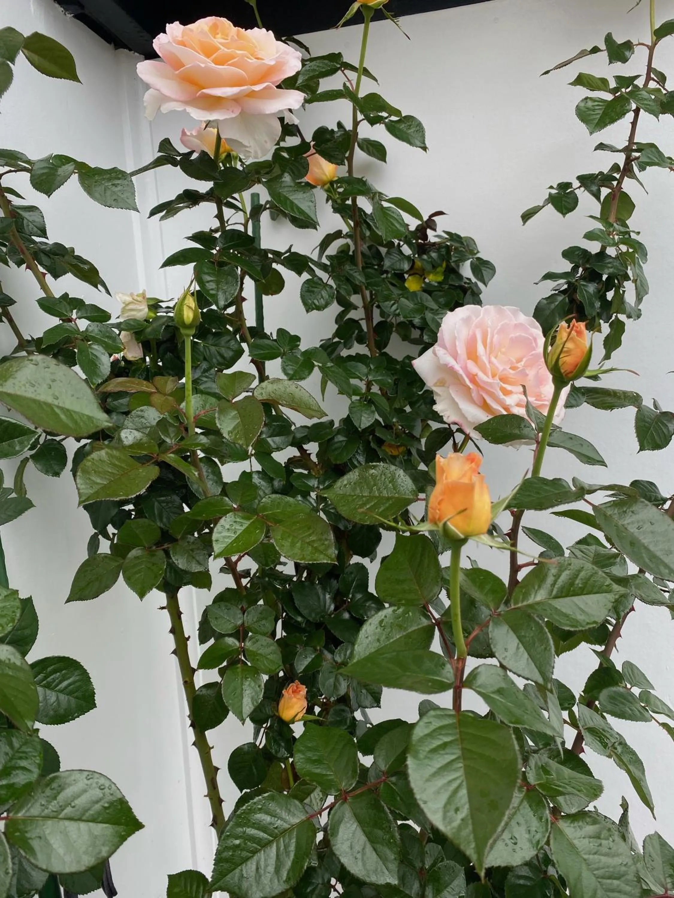 Garden in Opononi Lighthouse Motel