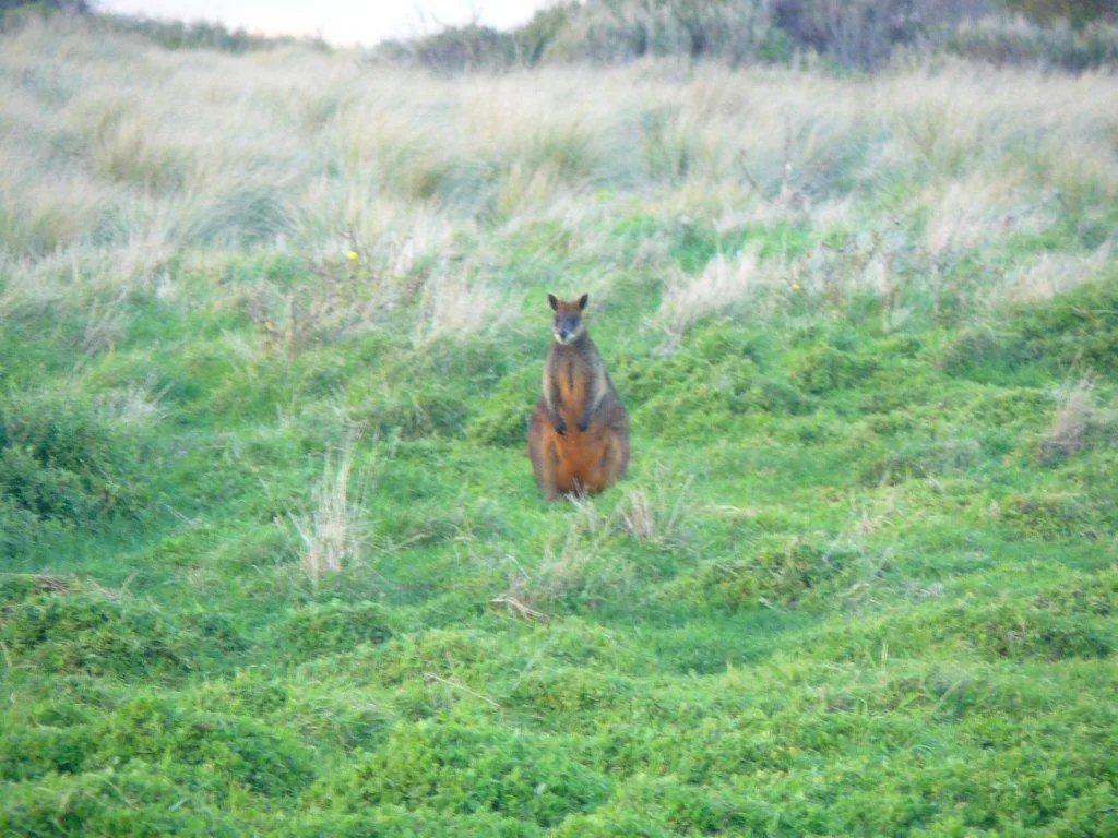 Animals in Swan Lake Guest House