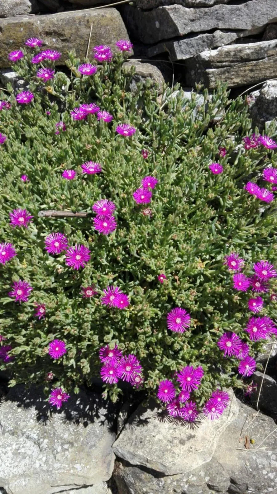 Spring in GranNoce Bed and Breakfast