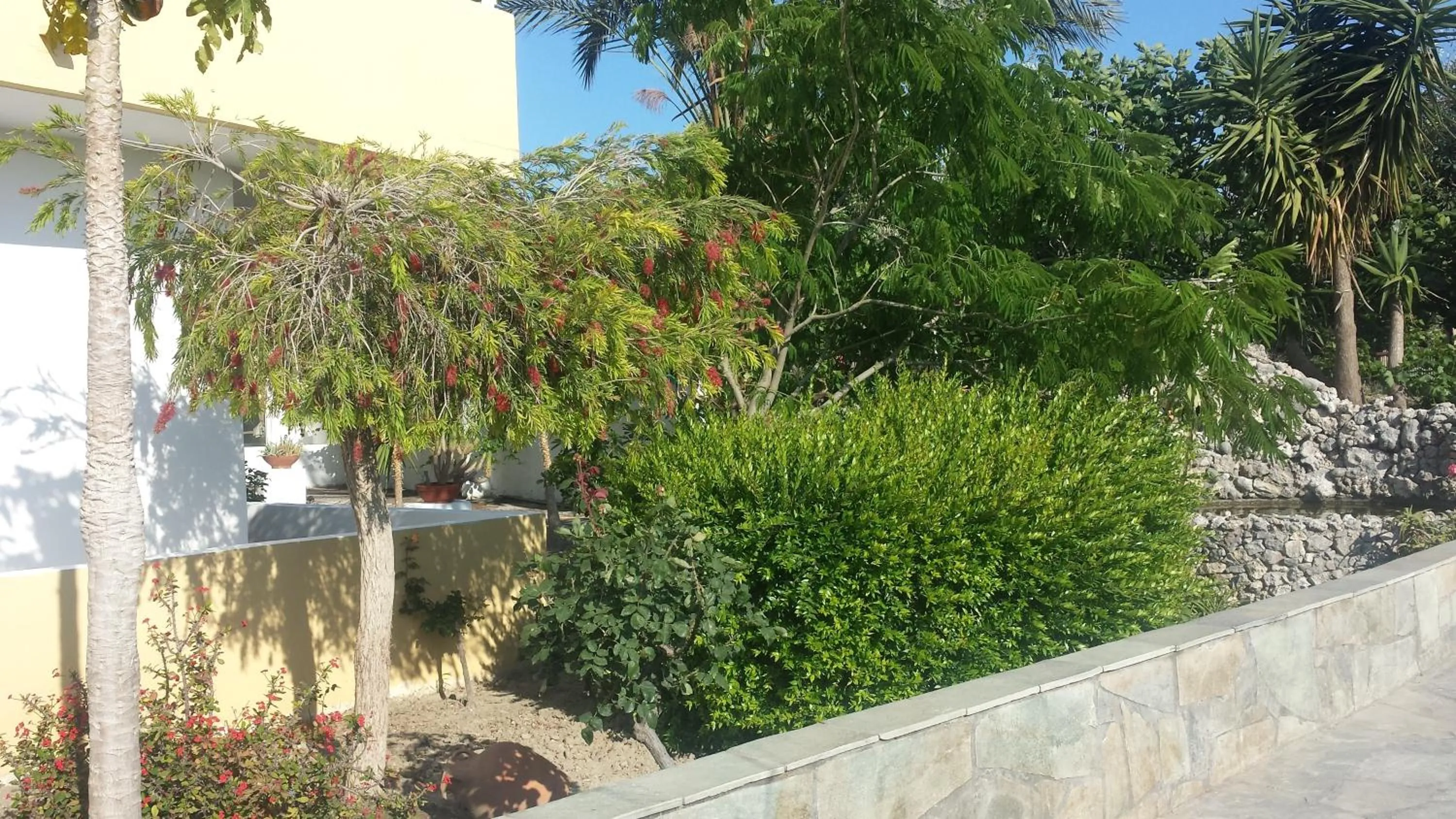 Garden in Summer Days