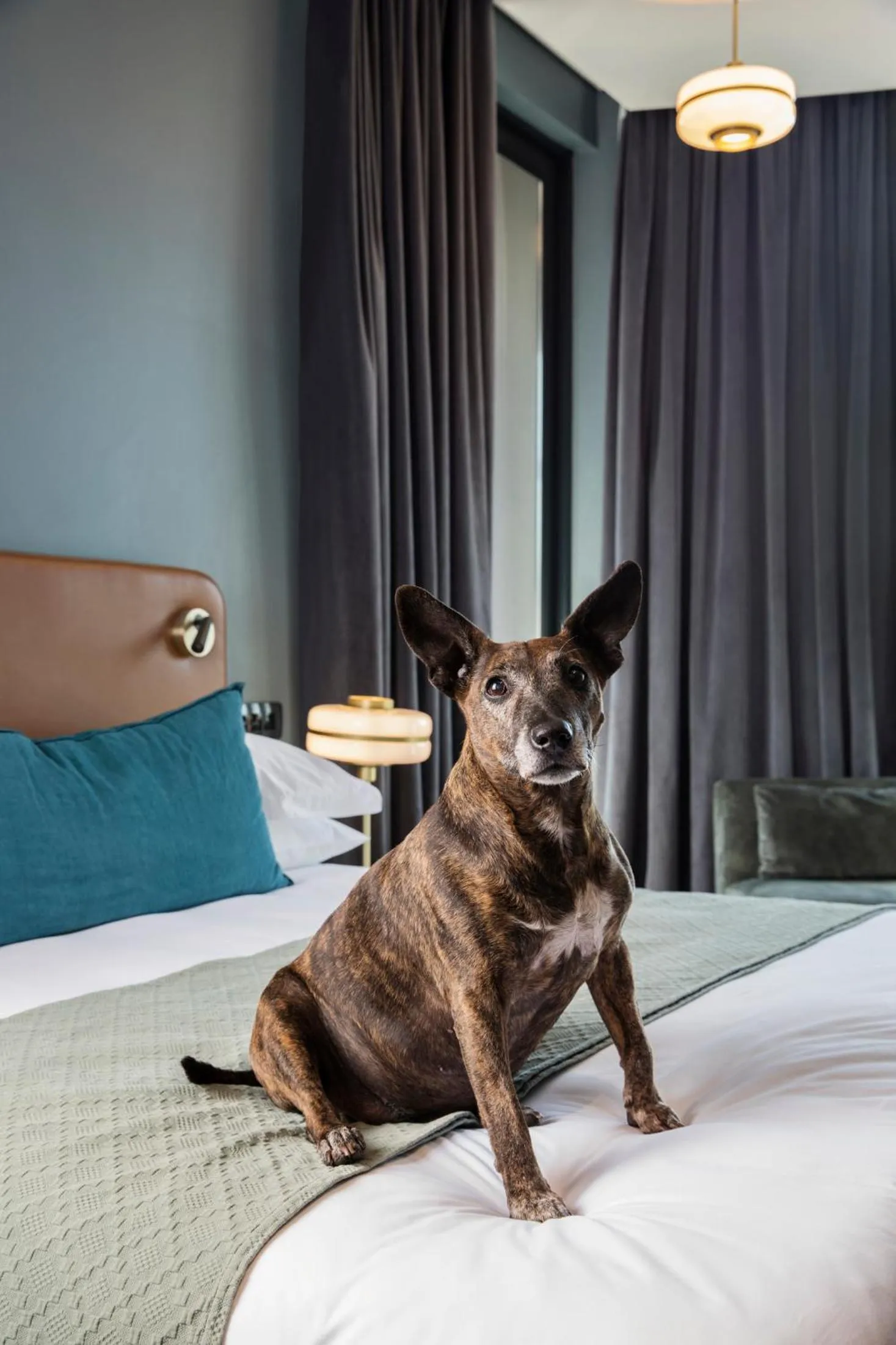 Pets, Bed in Home Suite Hotels Rosebank