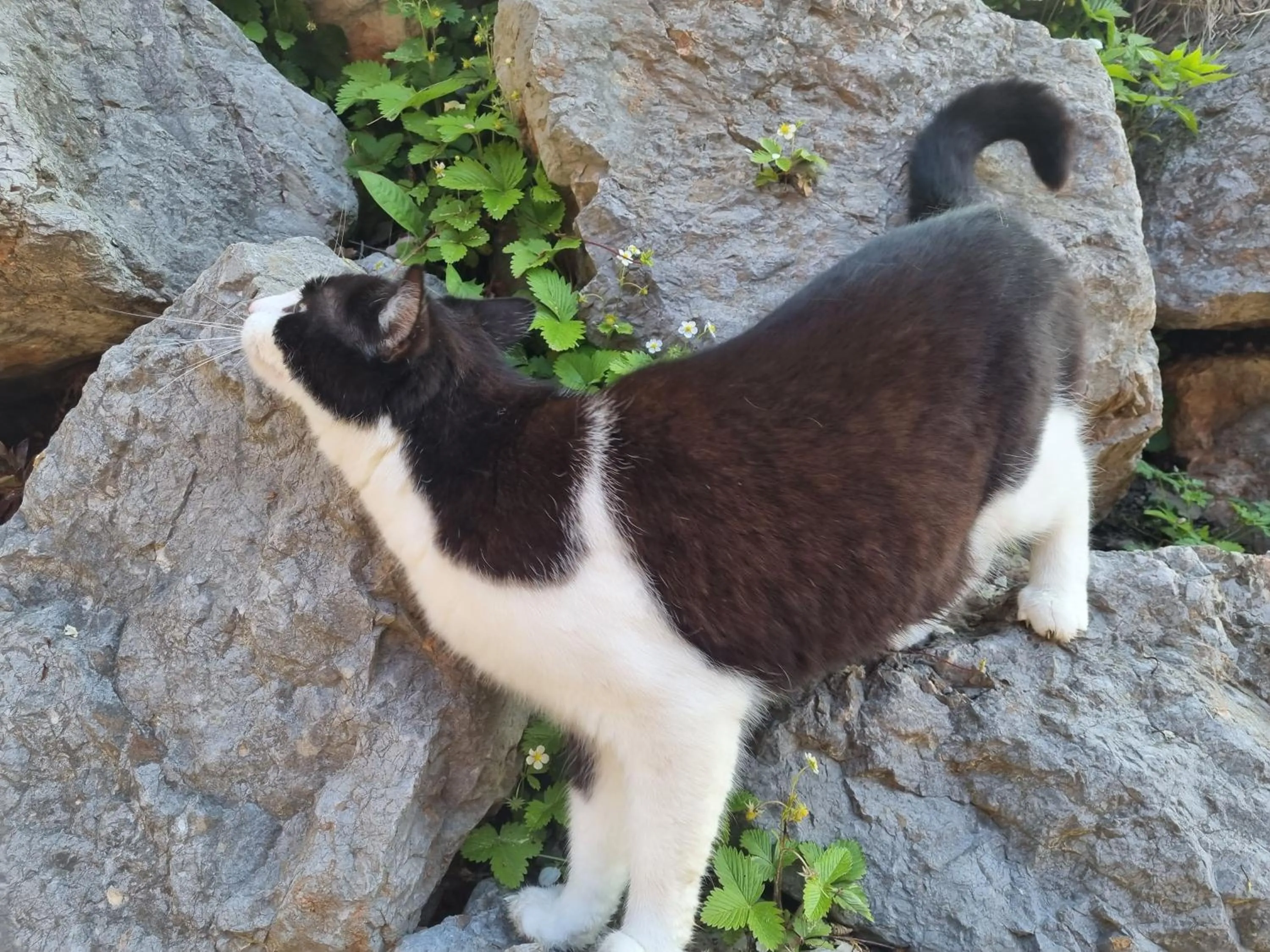 Pets in Das Geringer