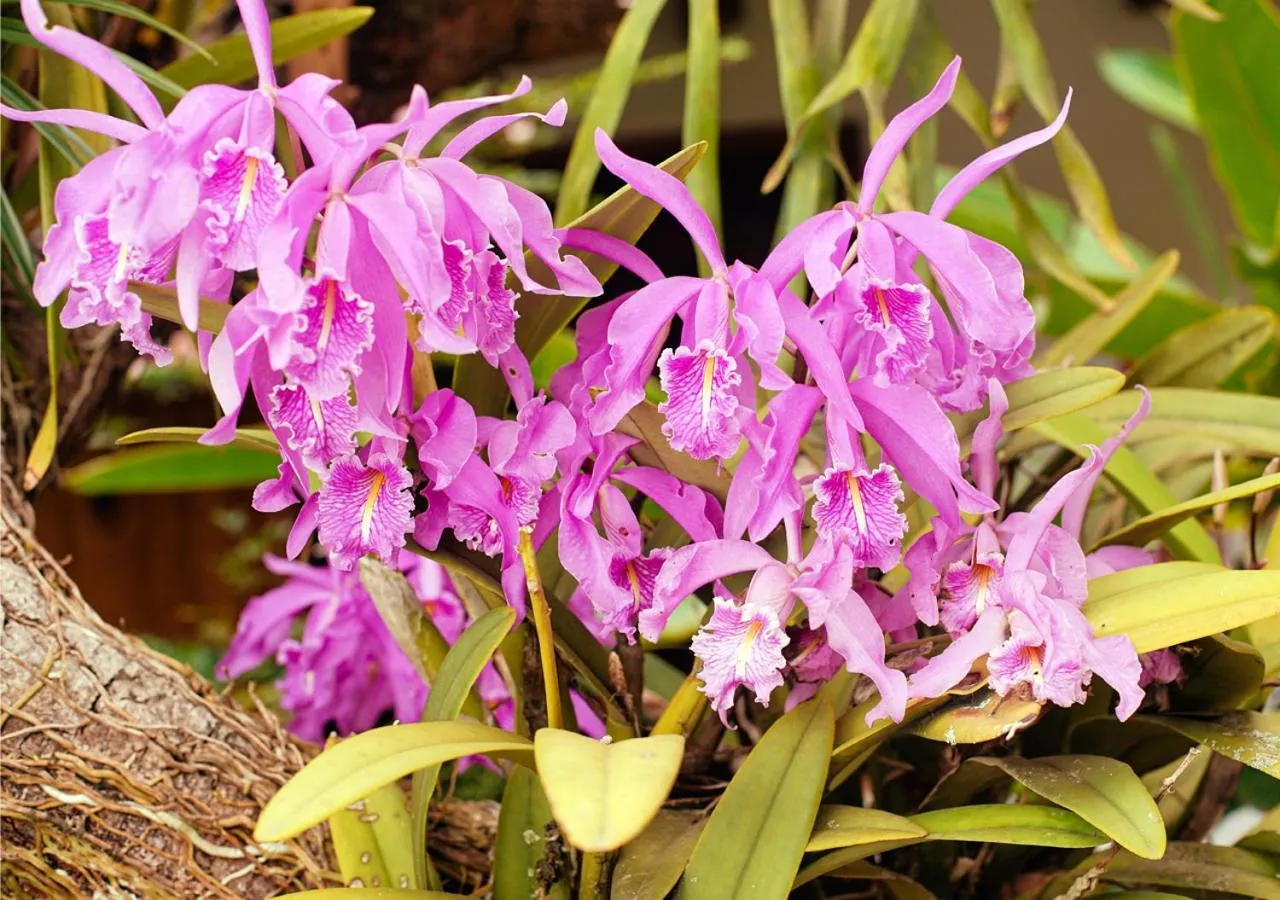 Garden in Country Club Eco Casajardin