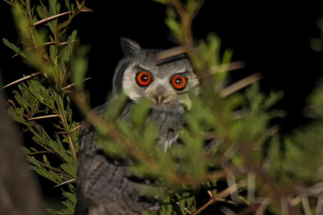 Ditholo Game Lodge Bela Bela