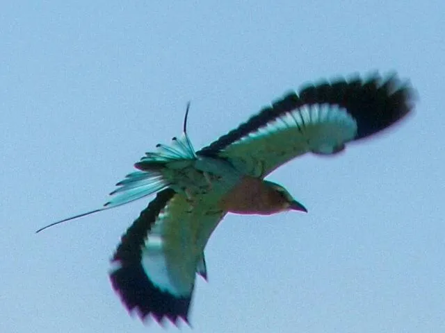 Ditholo Game Lodge Bela Bela