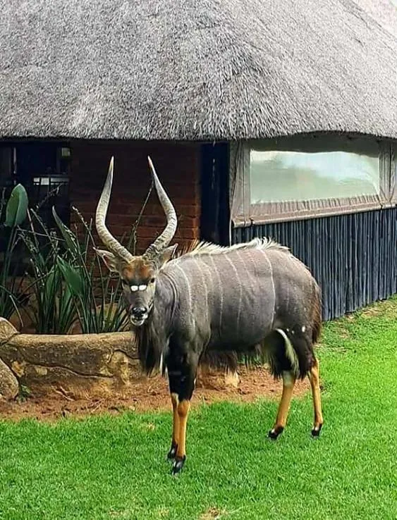 Ditholo Game Lodge Bela Bela