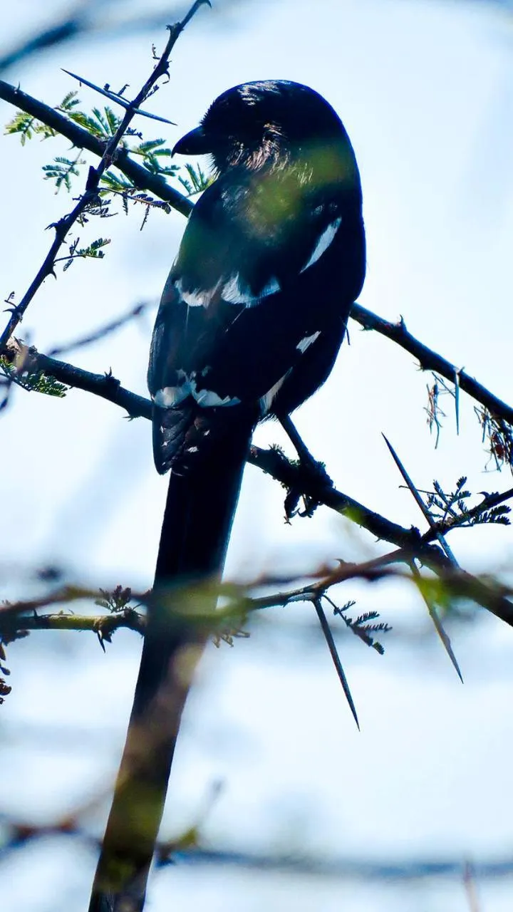 Ditholo Game Lodge Bela Bela