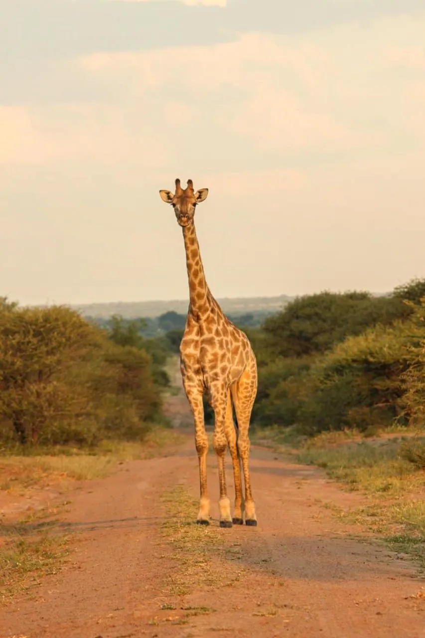 Ditholo Game Lodge Bela Bela