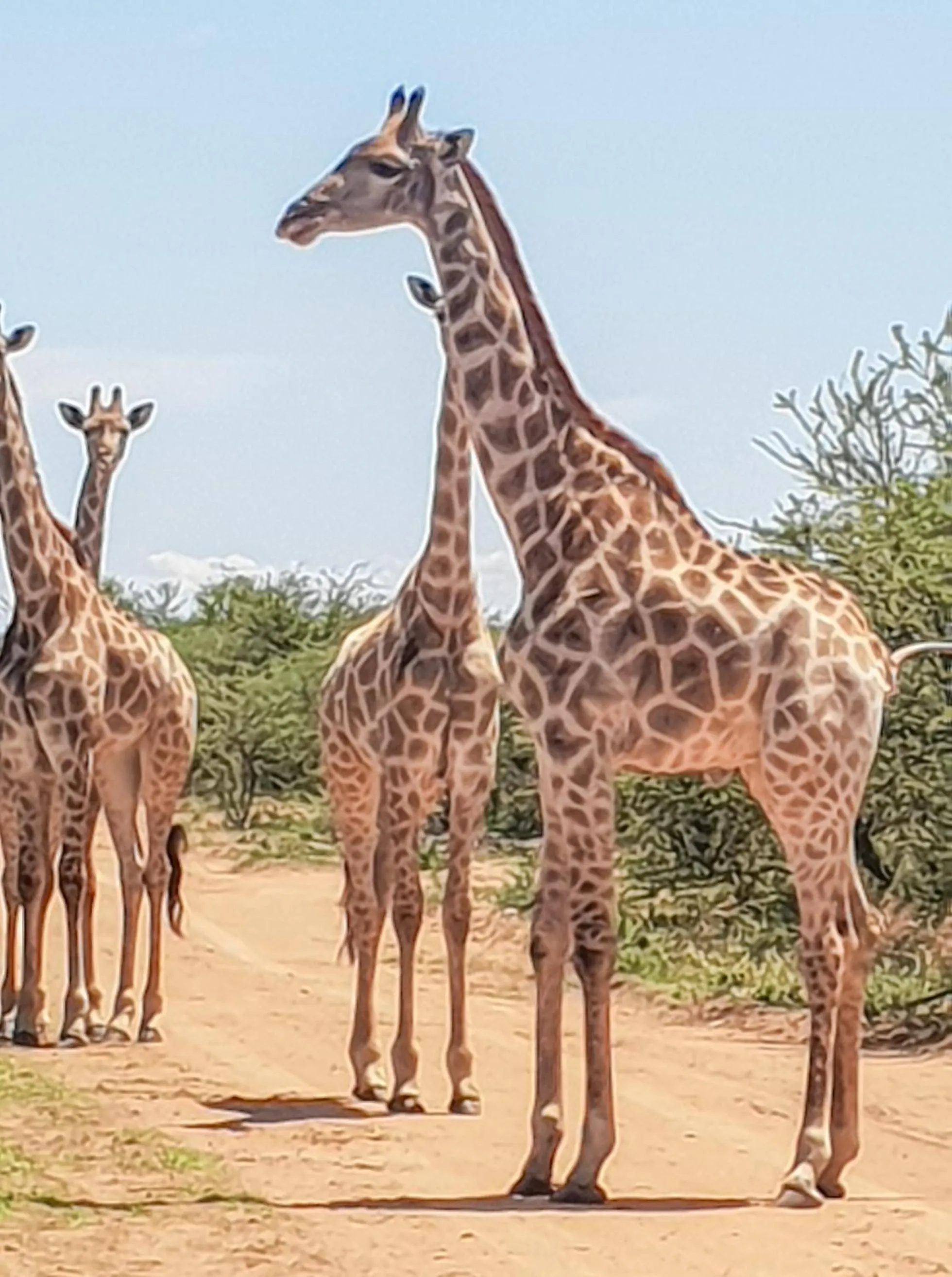 Ditholo Game Lodge Bela Bela