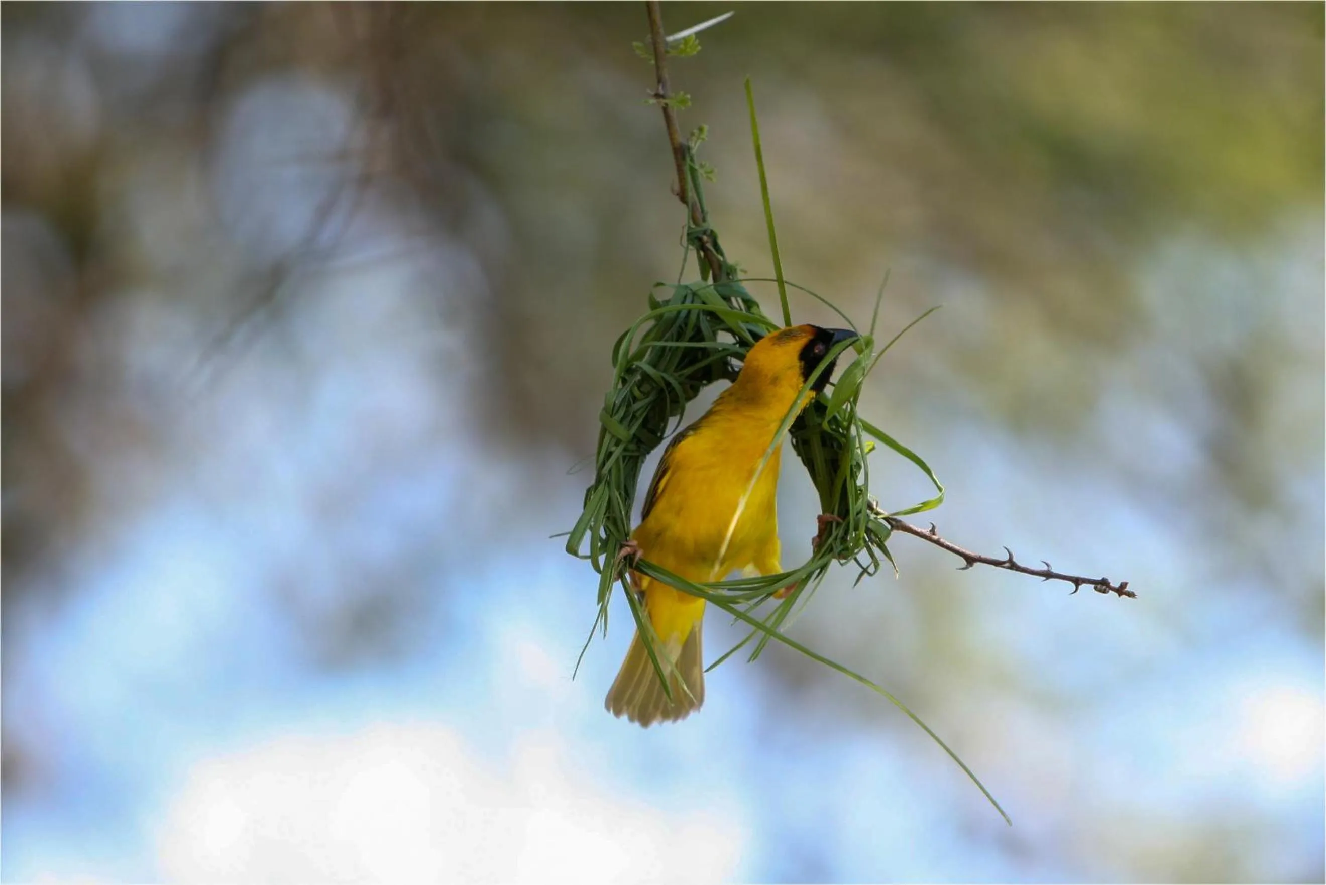 Ditholo Game Lodge Bela Bela