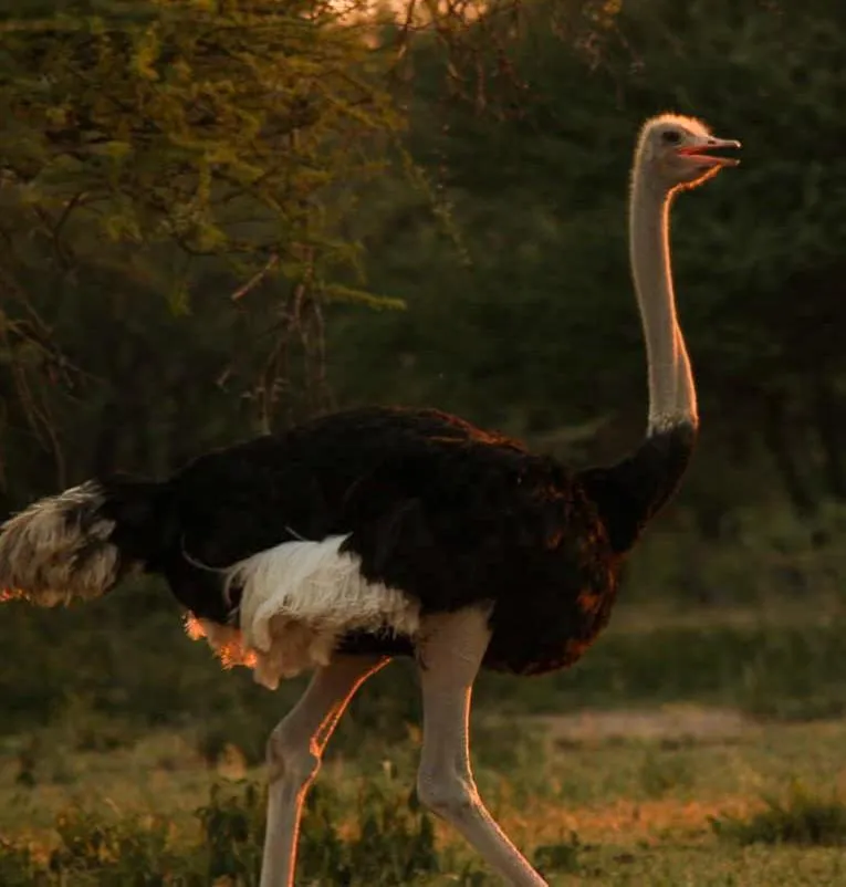 Ditholo Game Lodge Bela Bela