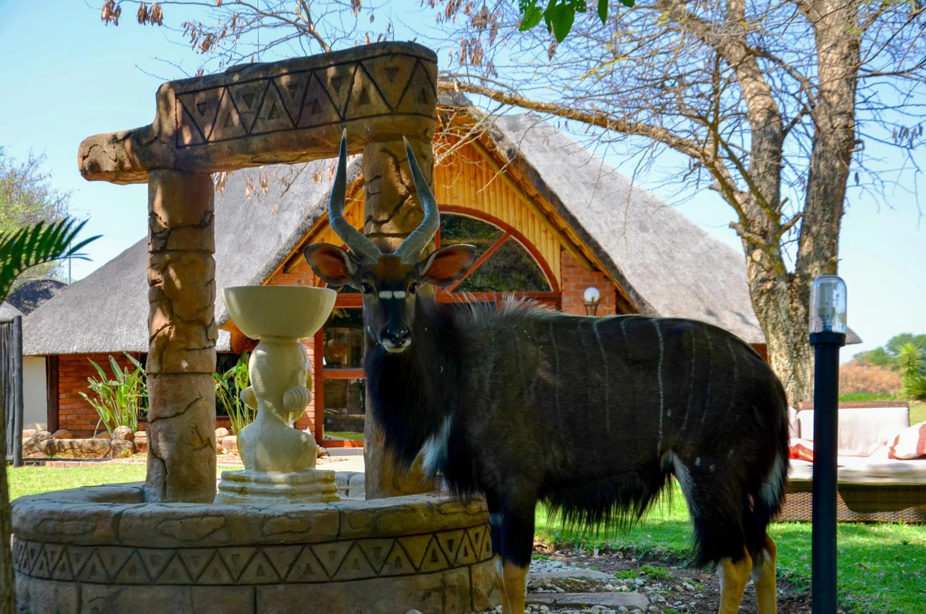 Ditholo Game Lodge Bela Bela