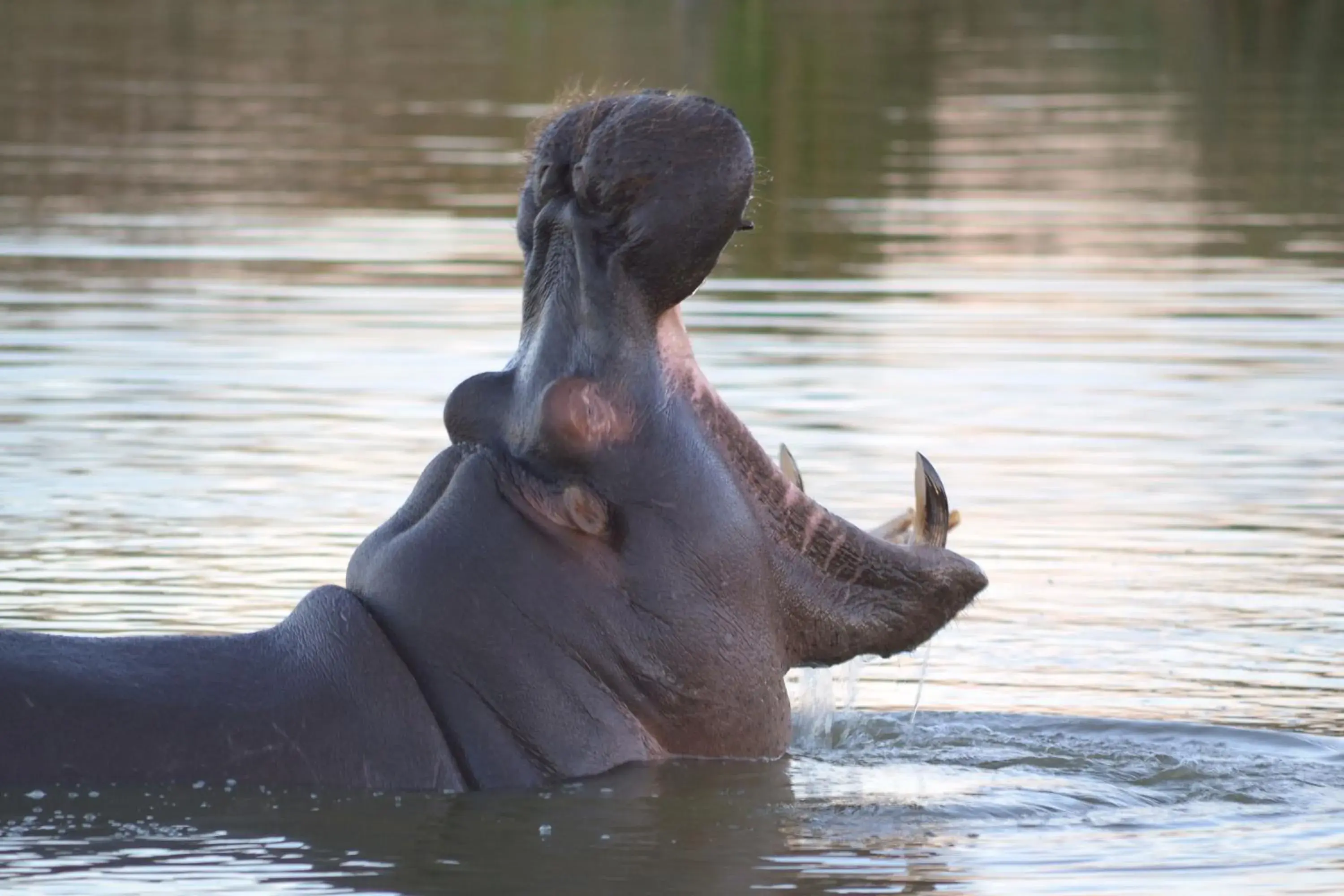 Ditholo Game Lodge Bela Bela Ditholo Game Lodge Bela Bela