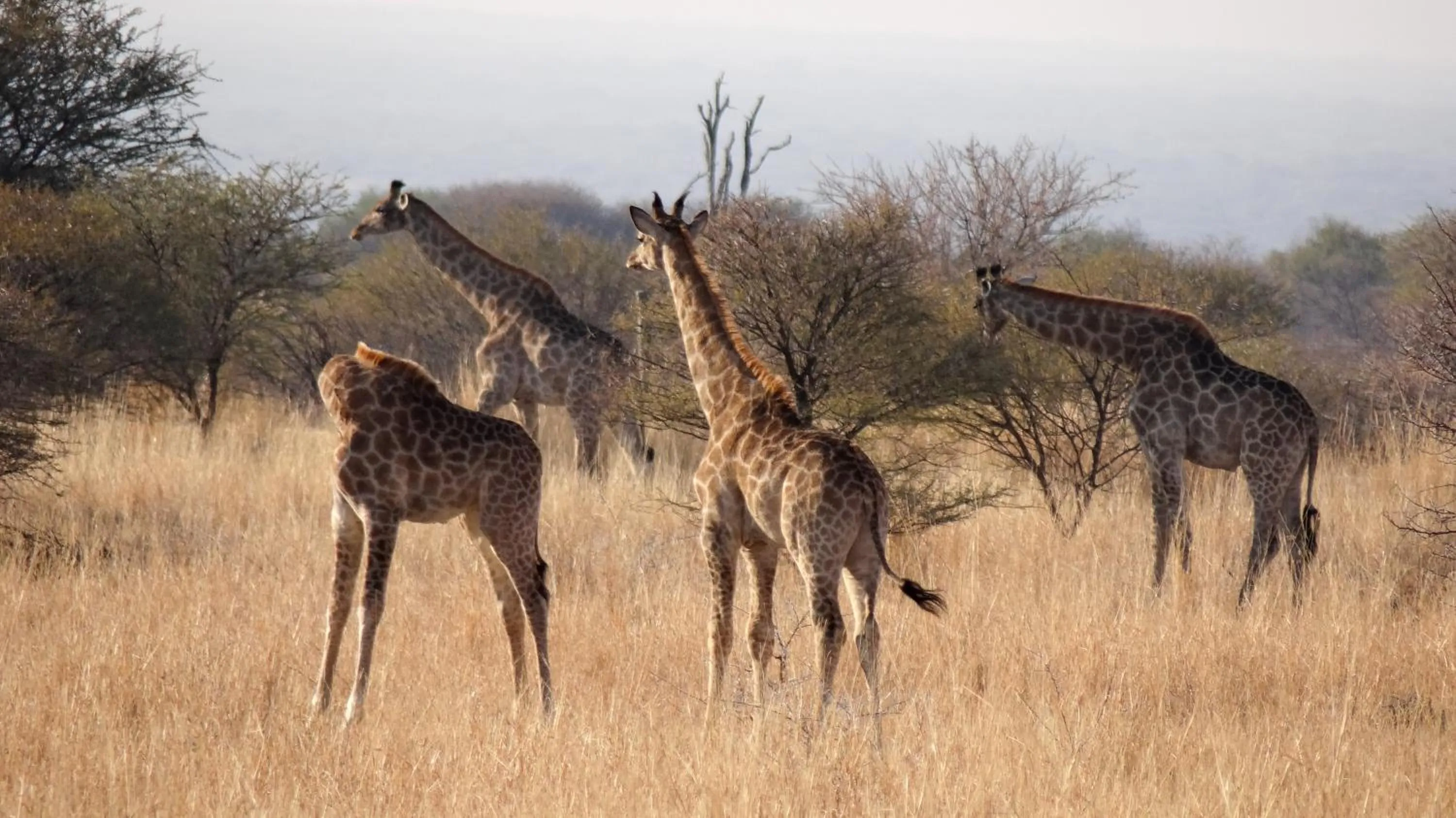 Ditholo Game Lodge Bela Bela