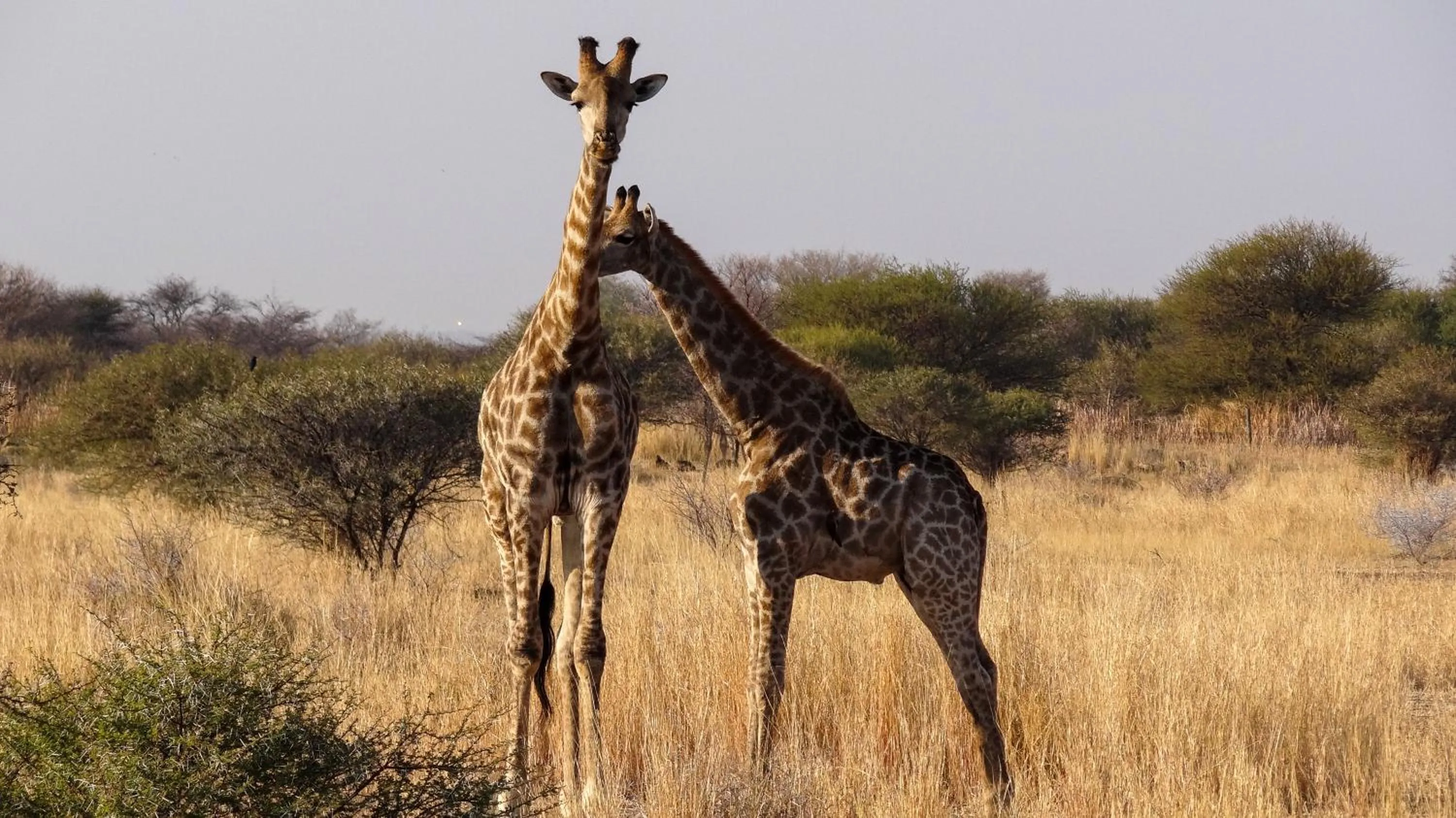 Ditholo Game Lodge Bela Bela