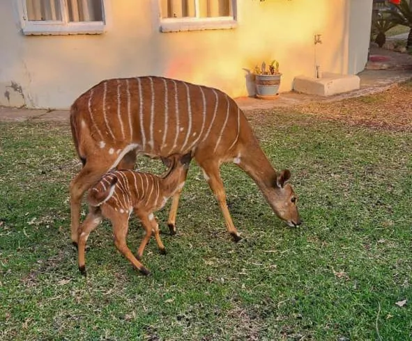 Ditholo Game Lodge Bela Bela