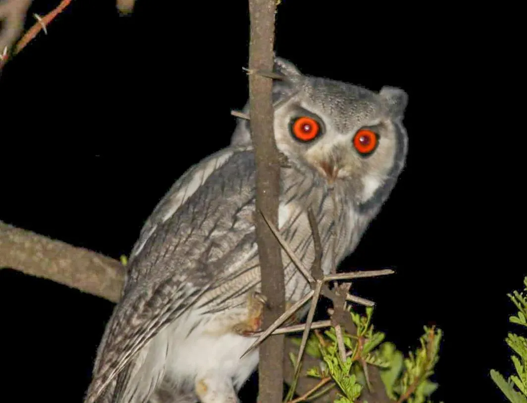 Ditholo Game Lodge Bela Bela