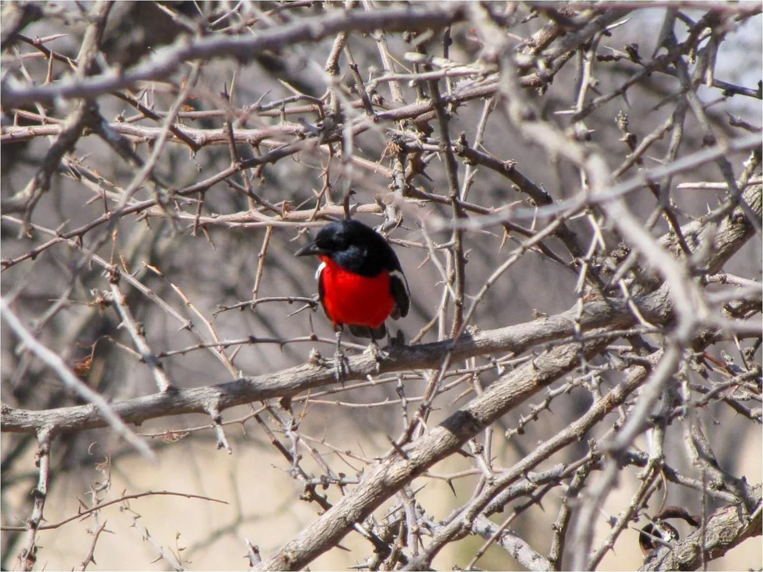 Ditholo Game Lodge Bela Bela