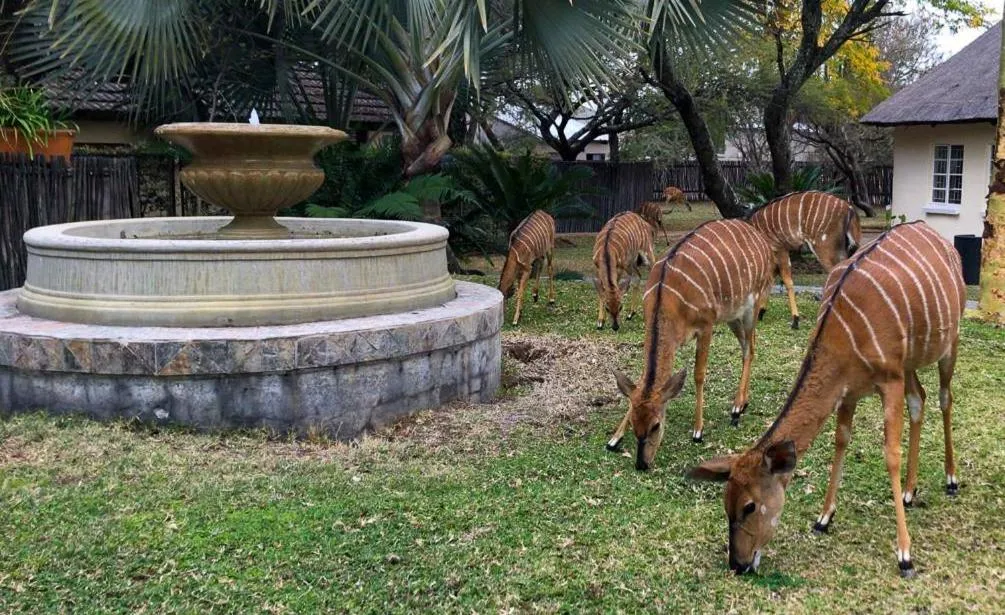 Ditholo Game Lodge Bela Bela