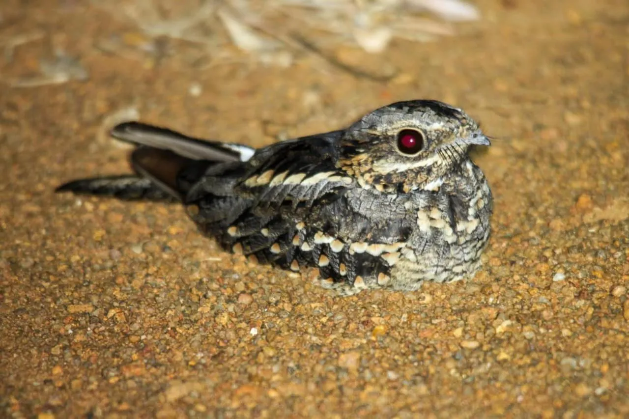 Ditholo Game Lodge Bela Bela