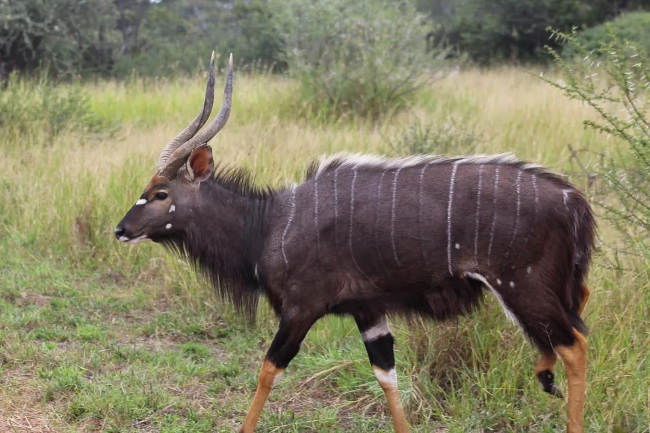 Ditholo Game Lodge Bela Bela