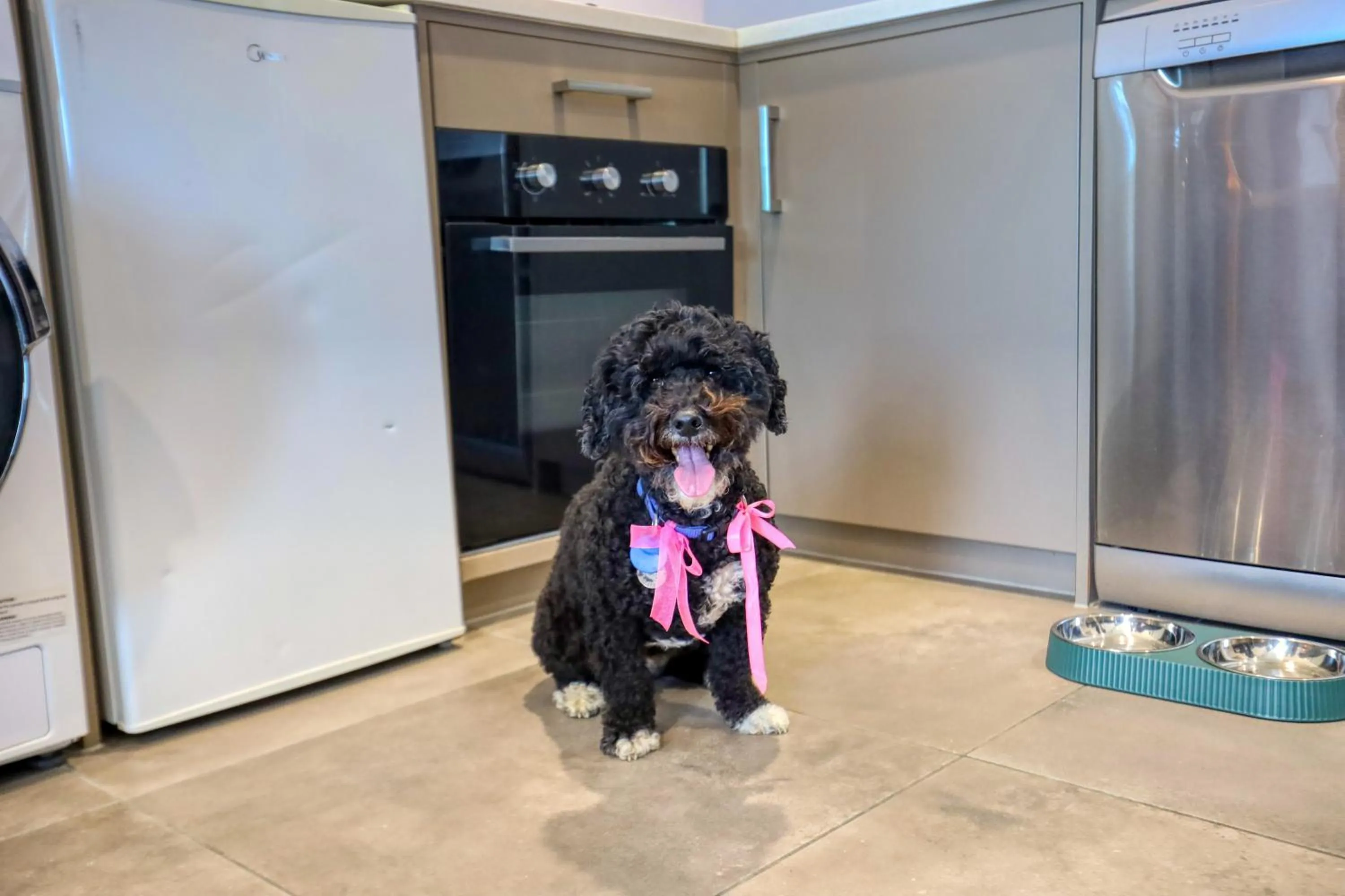 pet friendly in Marsden Suites Albany