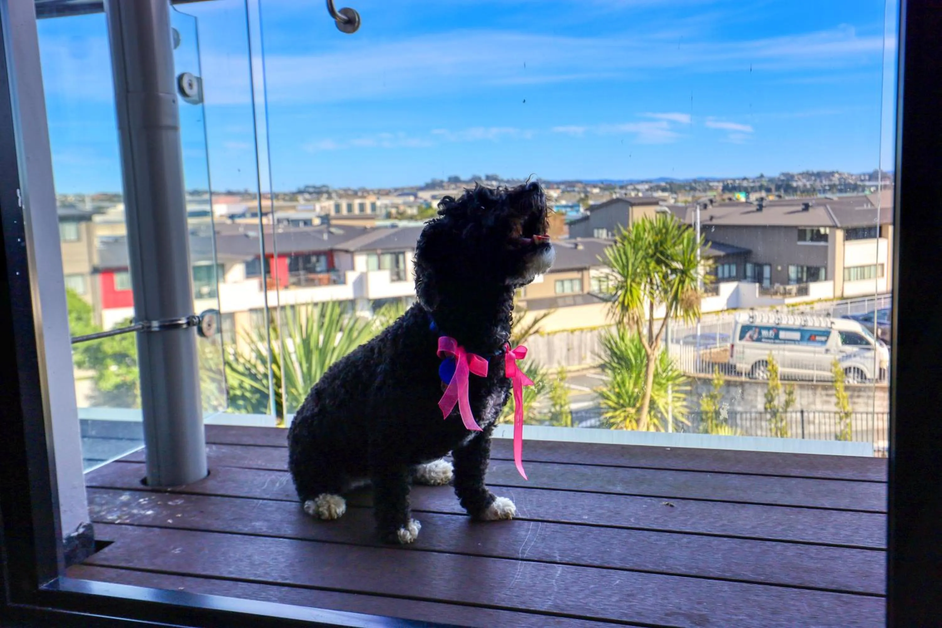 pet friendly in Marsden Suites Albany