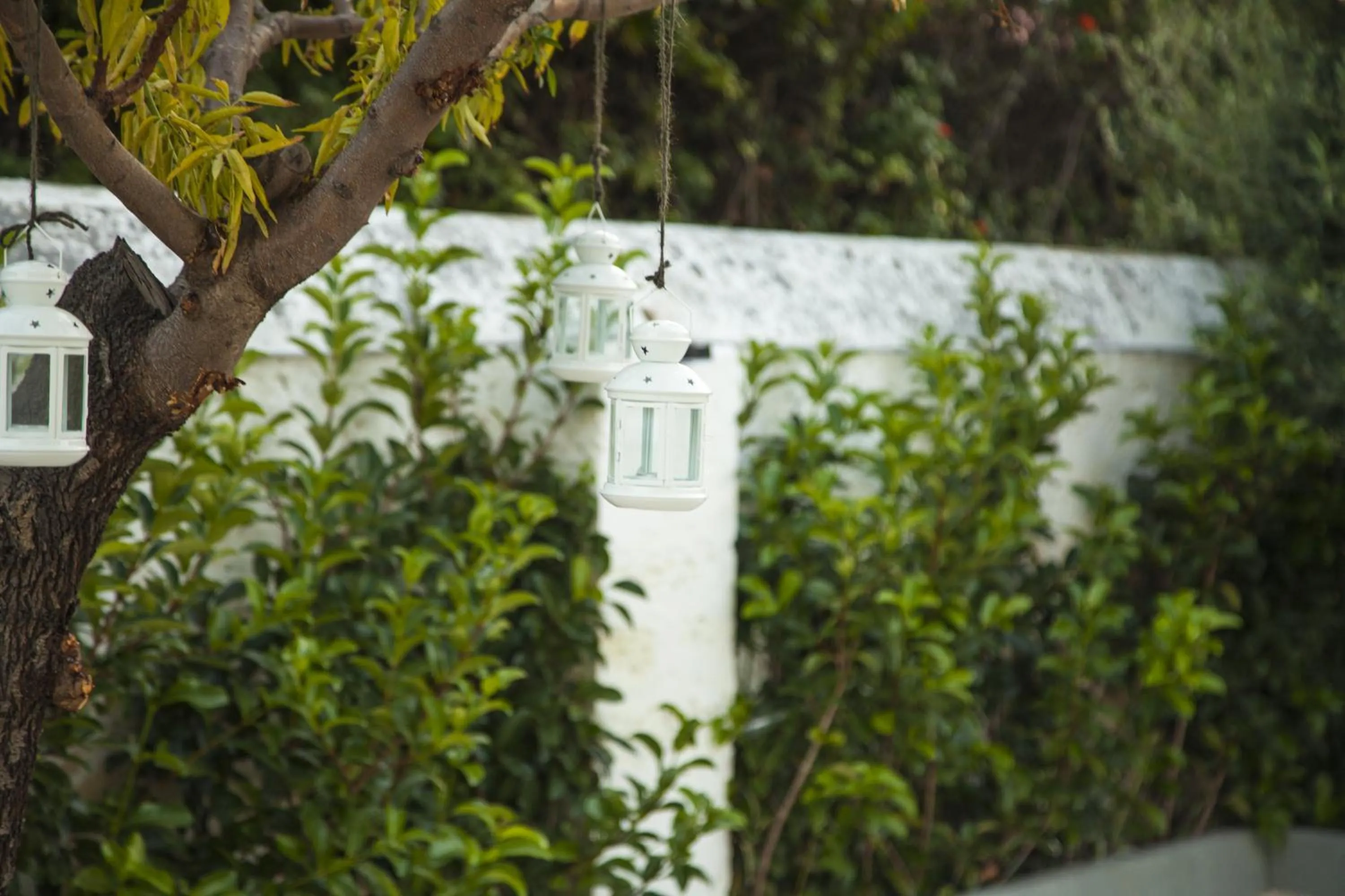 Garden in VILLA ADELAIDE SUITE & ROOM